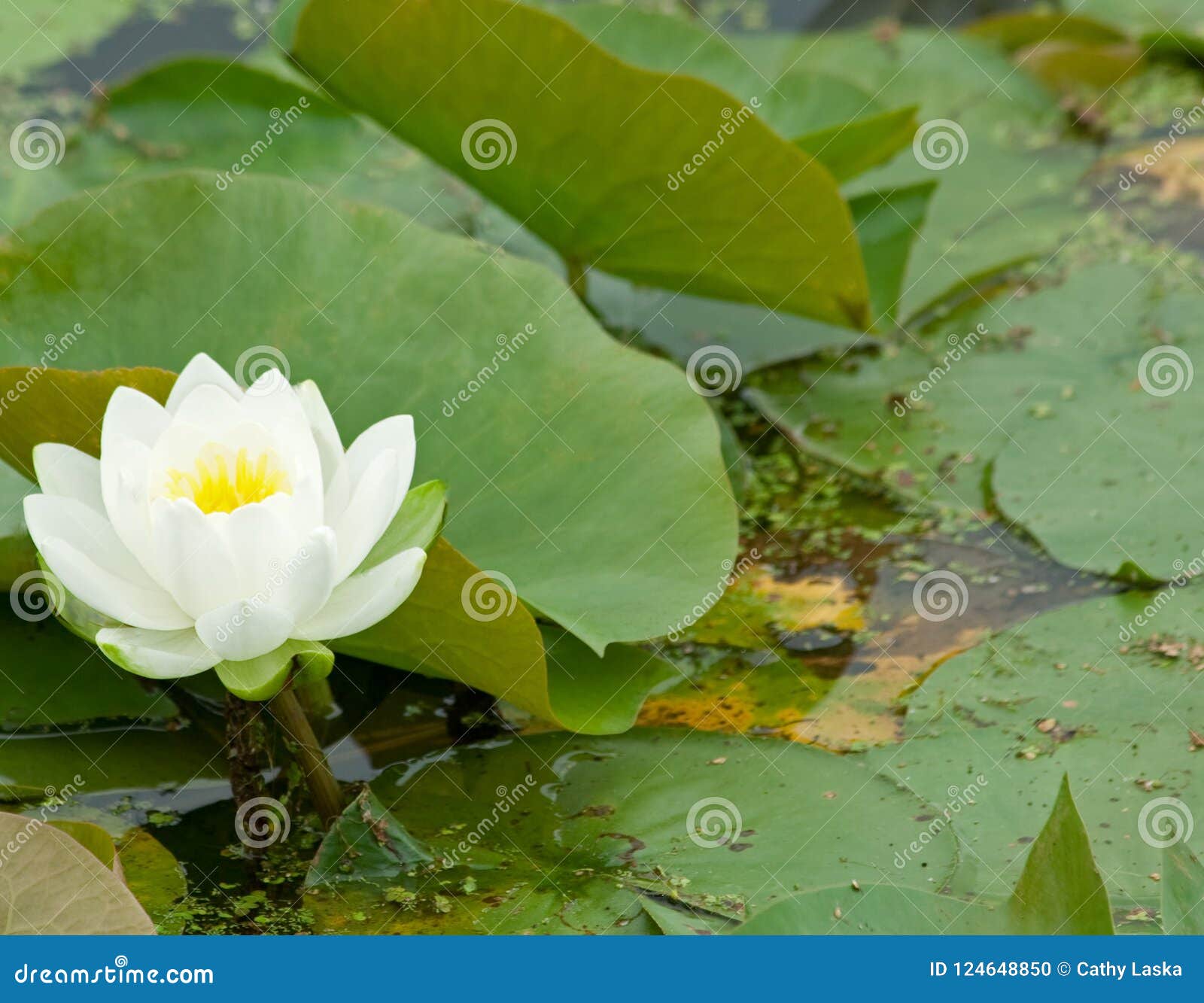 white and yellow water lily on lily pad