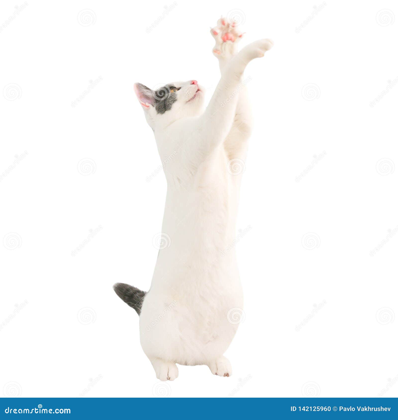 White Young Cat with Black Tail Stock Photo Image of breed, furry