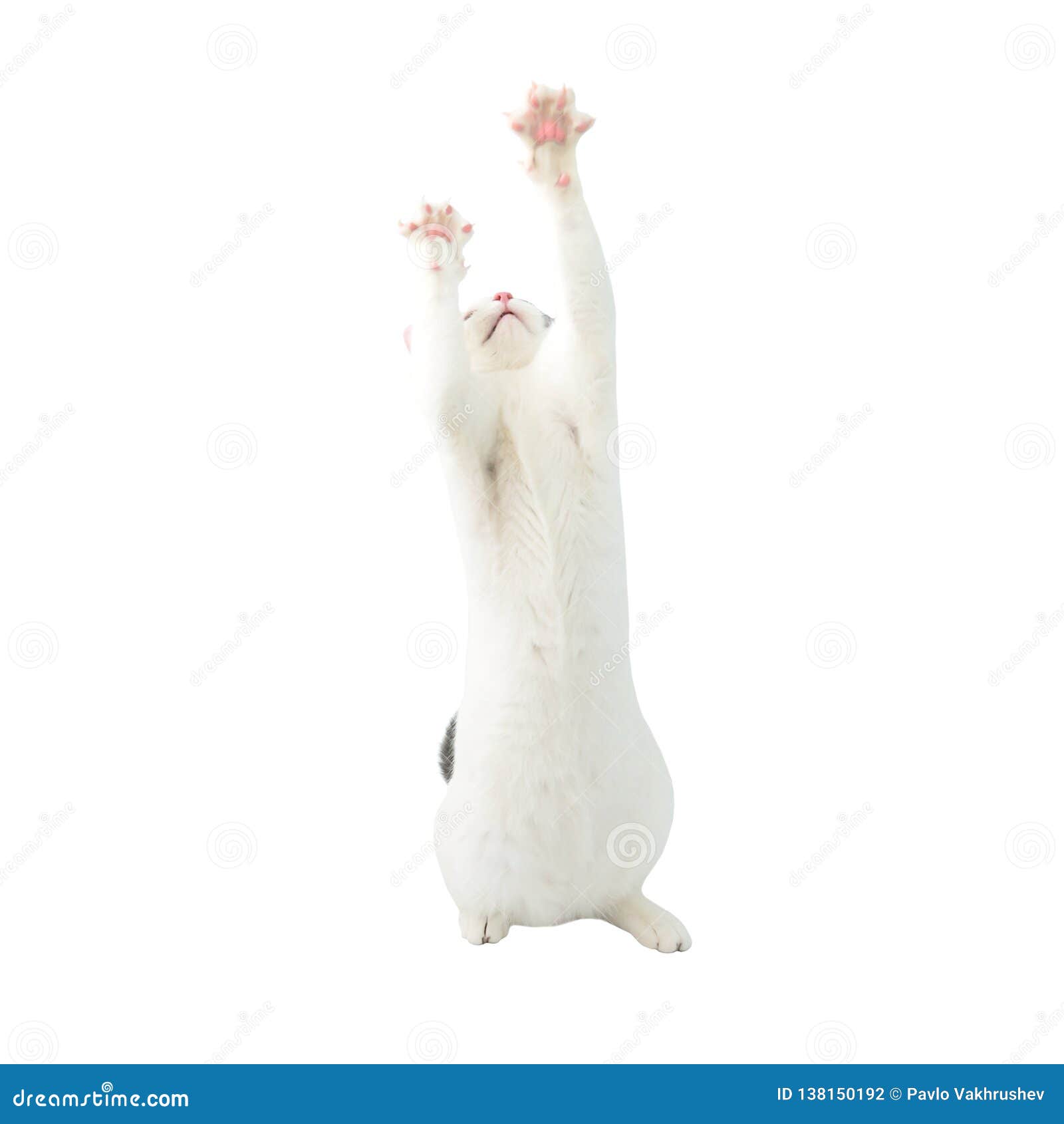 White Young Cat with Black Tail Stock Photo Image of breed, cute