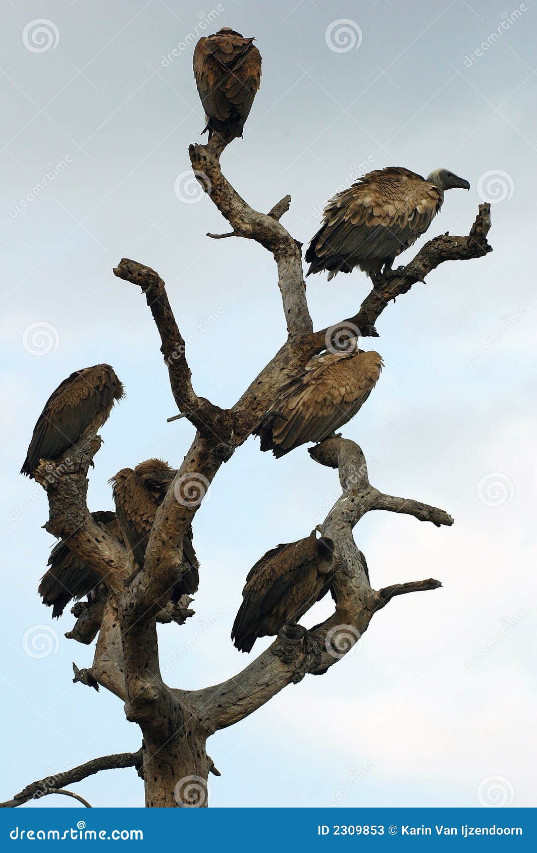 whitebacked vultures in tree