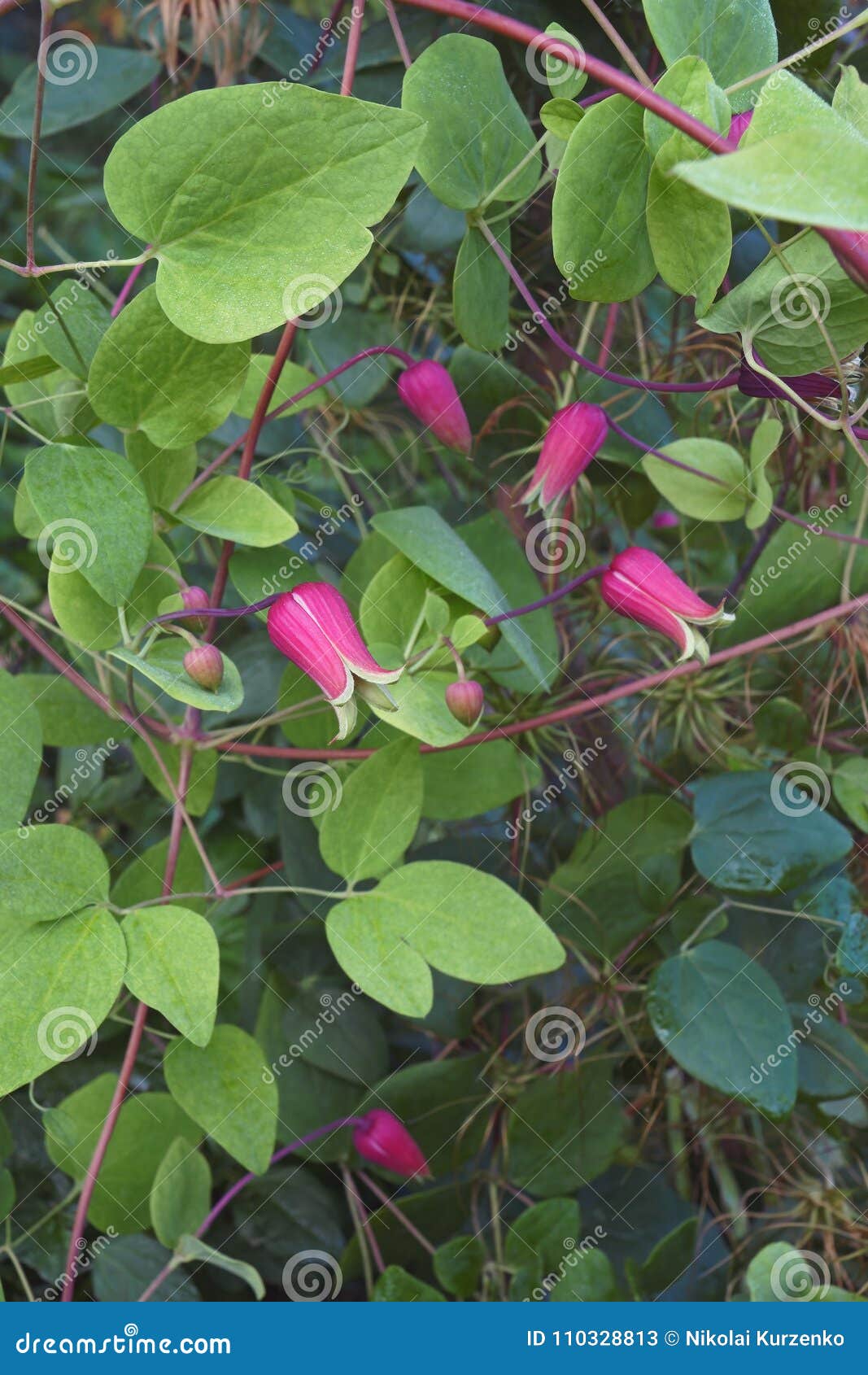 Whiteleaf Leather flowers stock image. Image of ranunculaceae 110328813