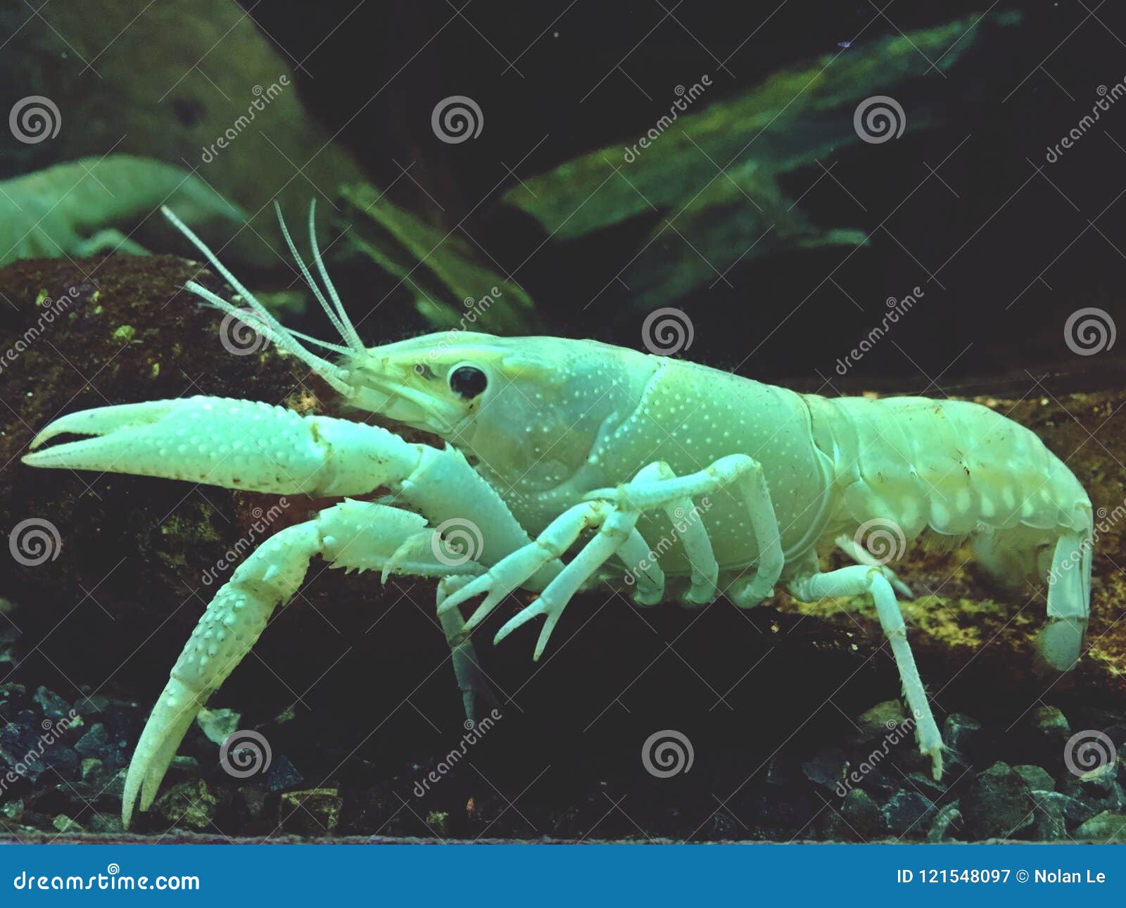 whiteshrimp, shrimp, deep in the sea