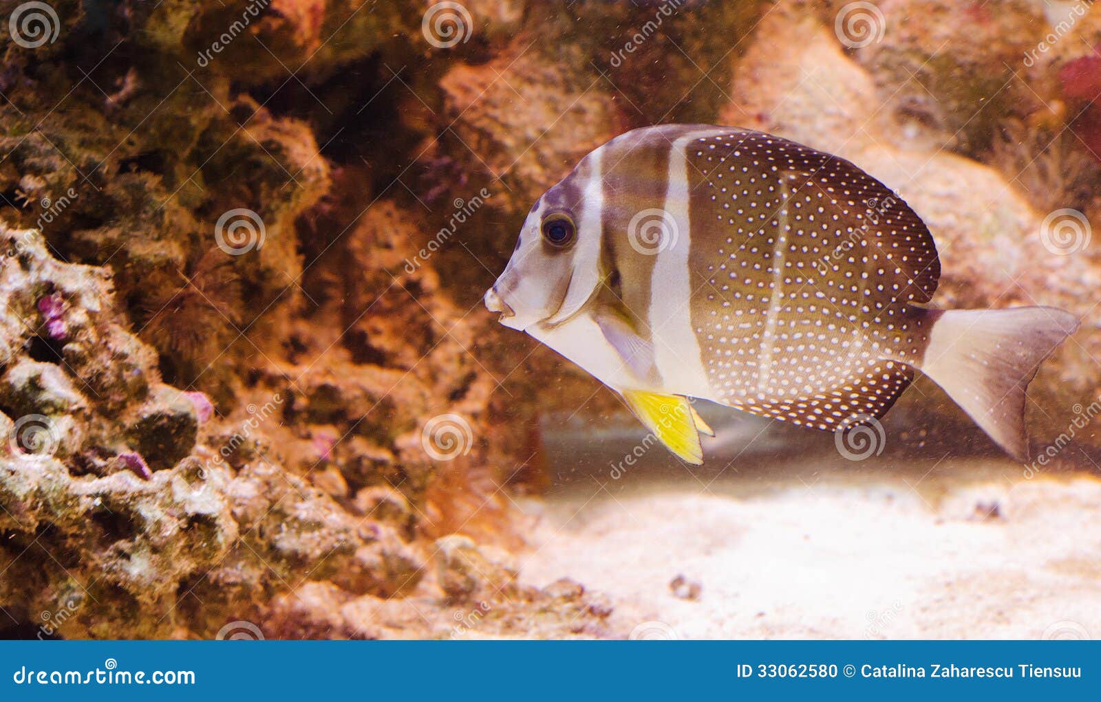 whitespotted surgeonfish