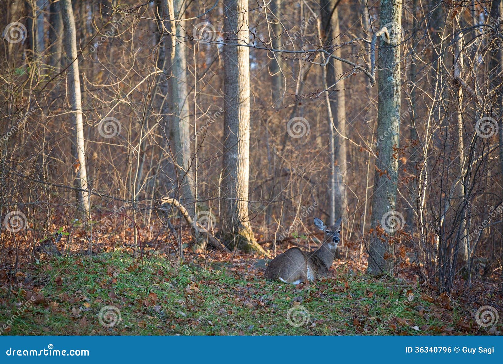 Whitetail bed stock photo. Image of green, orange, fall 36340796