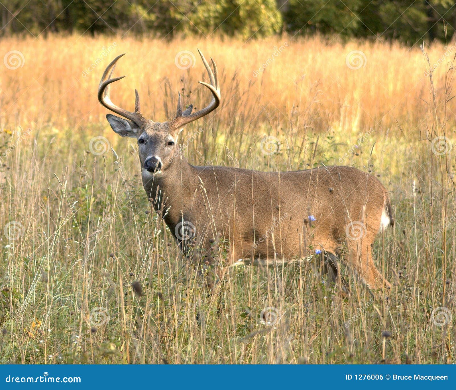 Whitetail Buck 6 stock photo. Image of antlers, whitetail 1276006