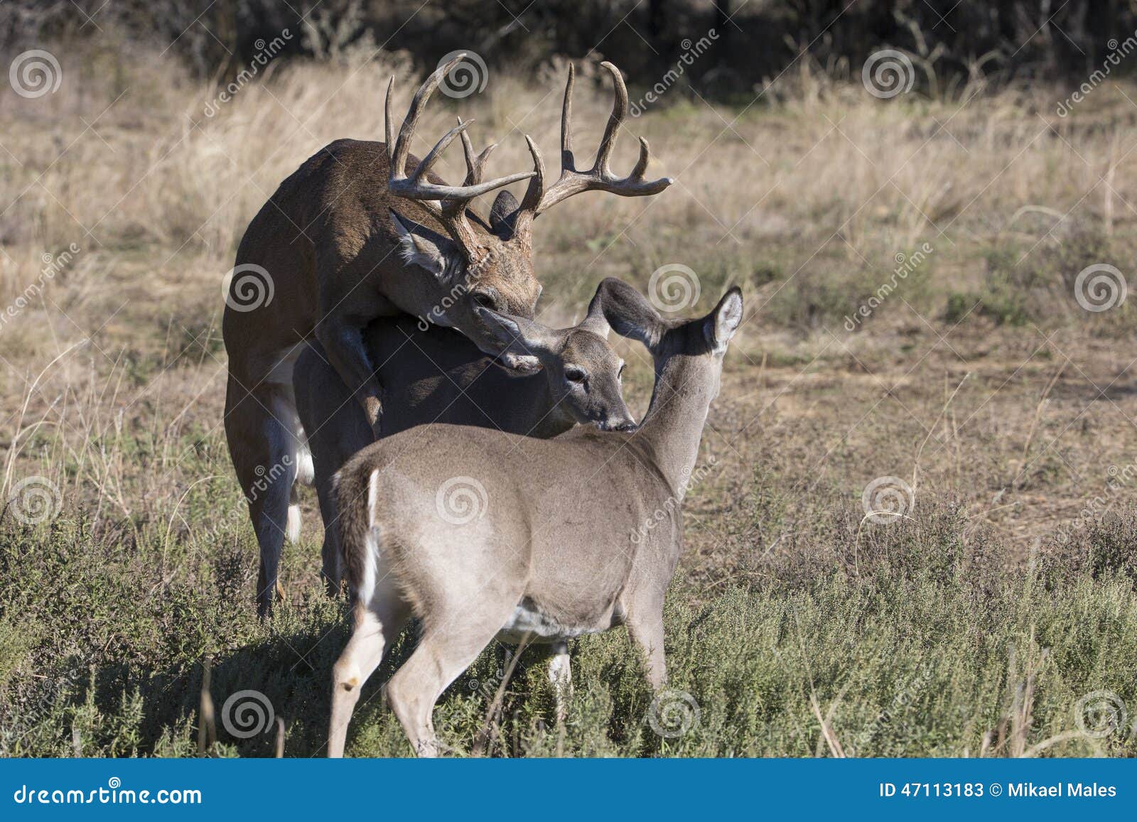 Whitetail Buck Breeding A Doe In Heat Stock Photo Image 47113183