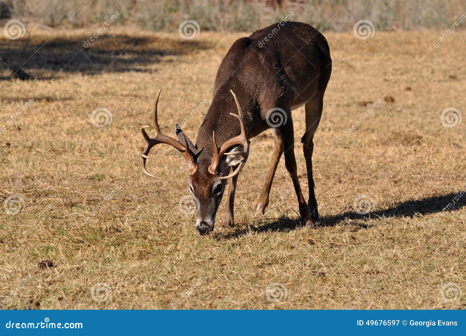 Whitetail Buck Deer Feeding in Grassy Meadow Stock Image Image of