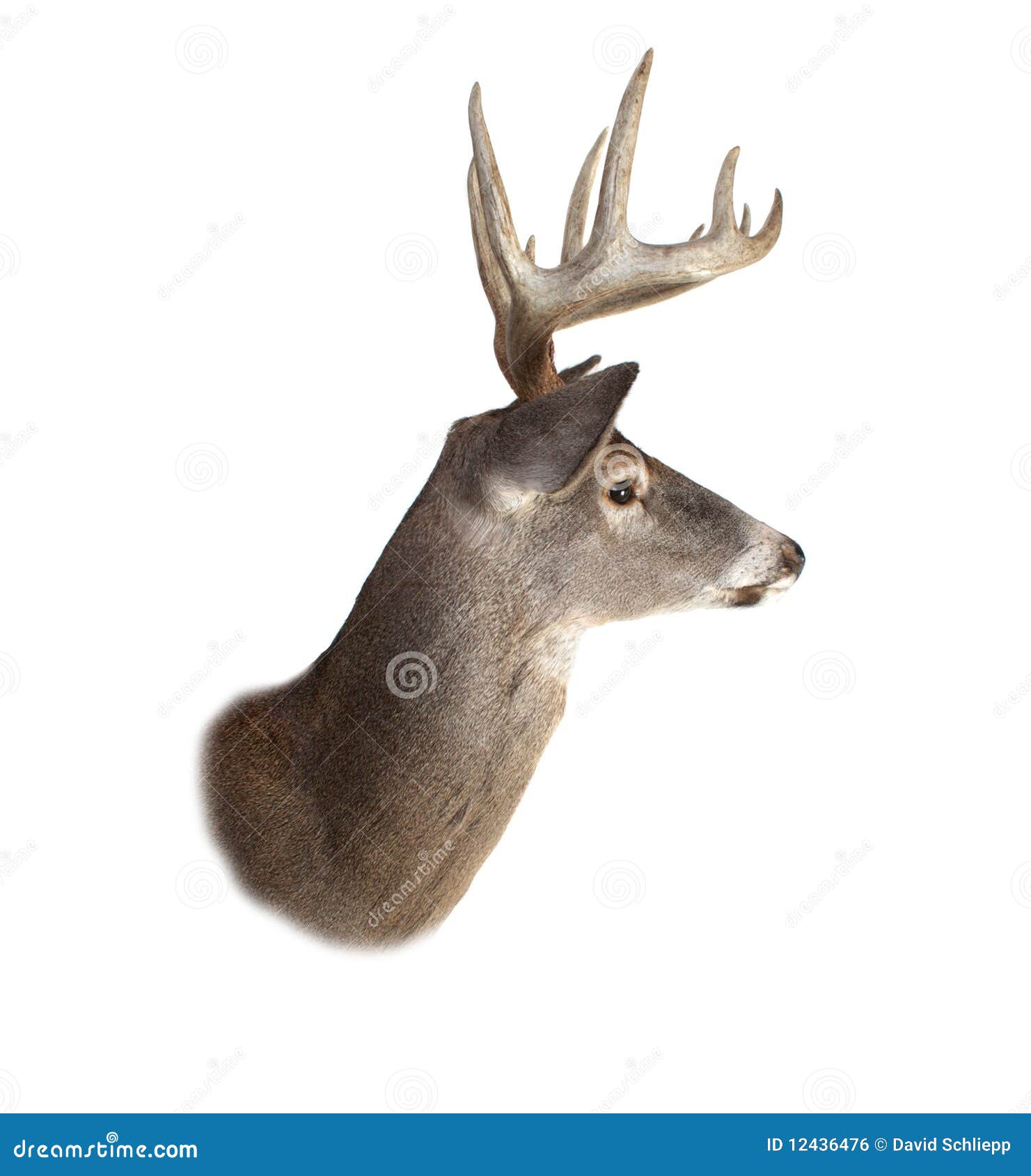 whitetail buck deer head