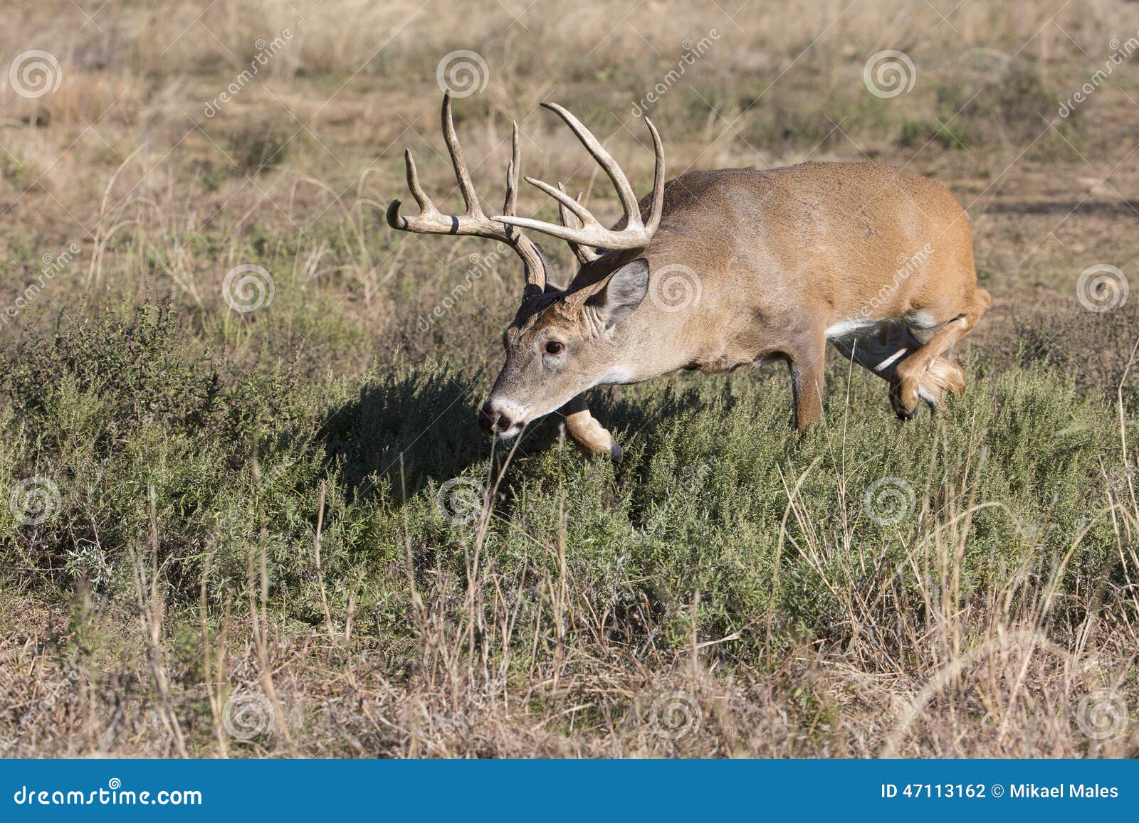 whitetail buck focusing on doe