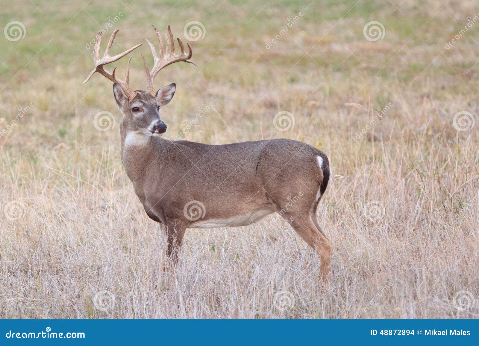 whitetail buck looking behind