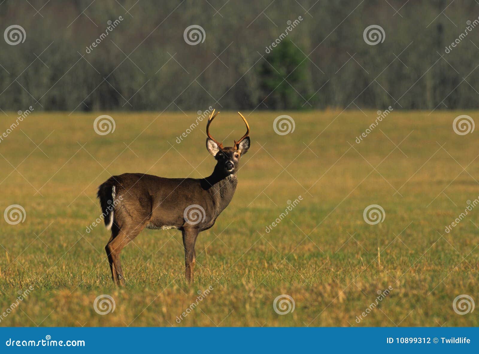 Whitetail Buck in Meadow stock photo. Image of ungulate 10899312