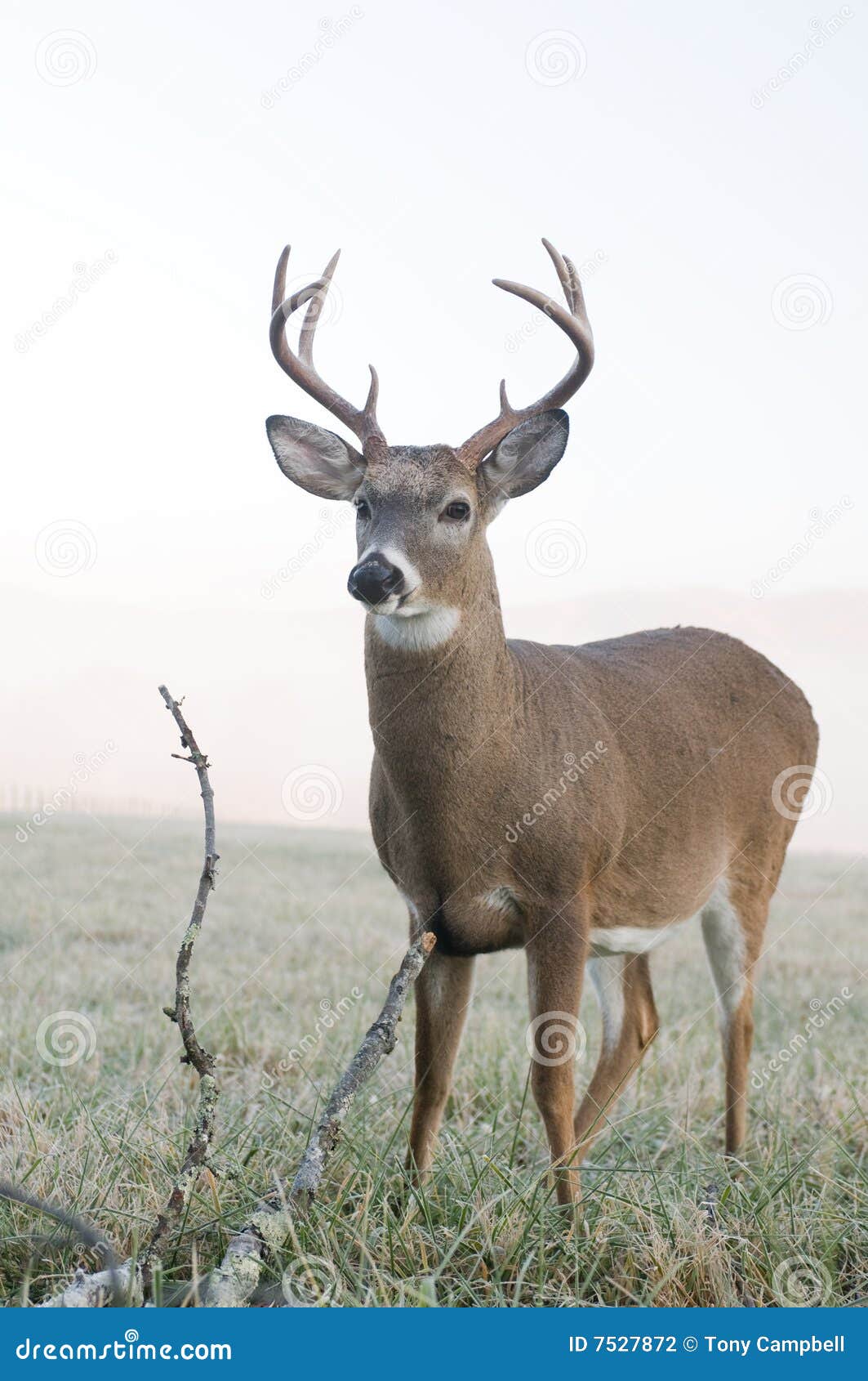 Whitetail buck in a meadow stock photo. Image of wildlife 7527872