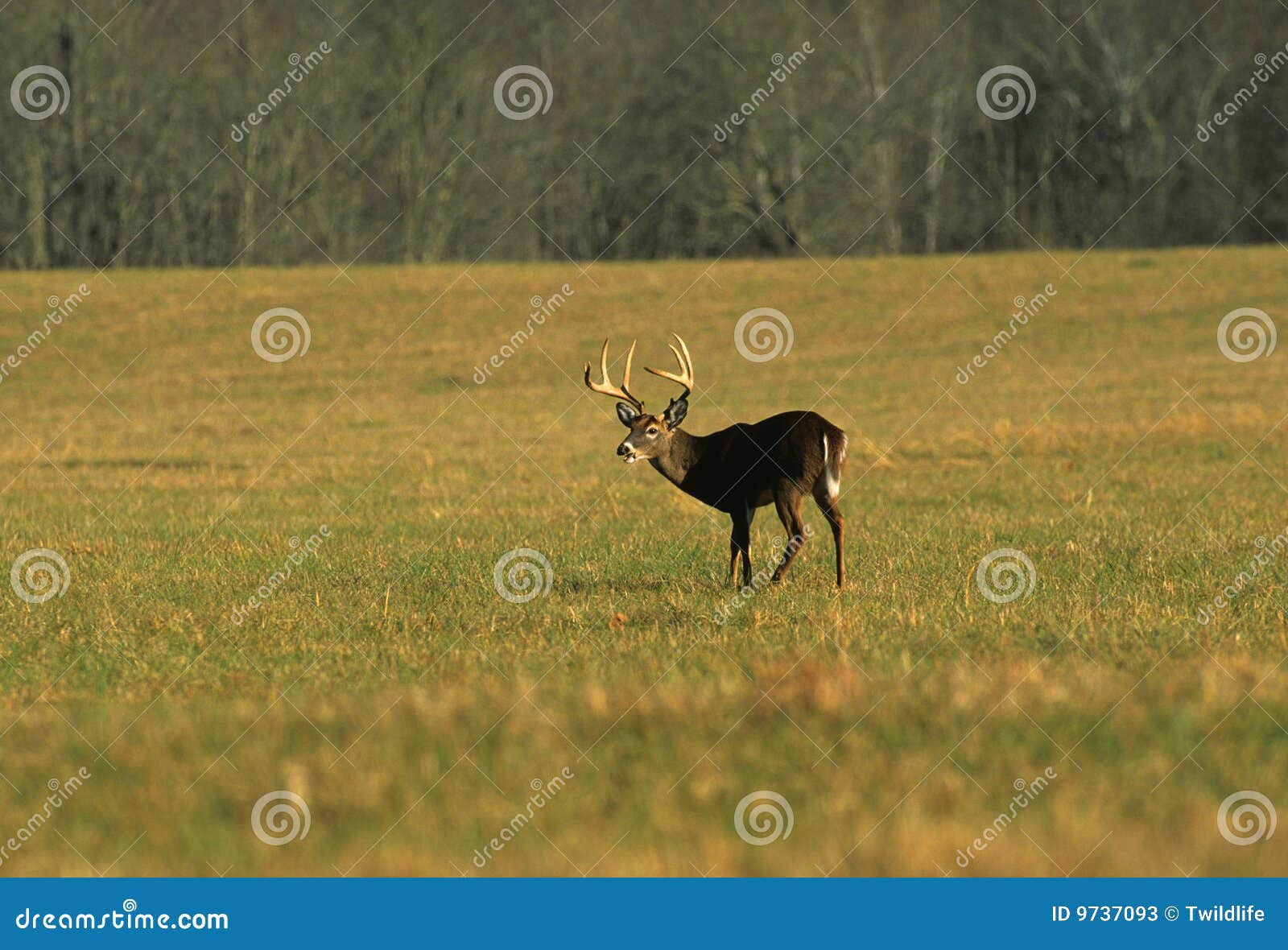 Whitetail Buck in Meadow stock image. Image of trees, wild 9737093