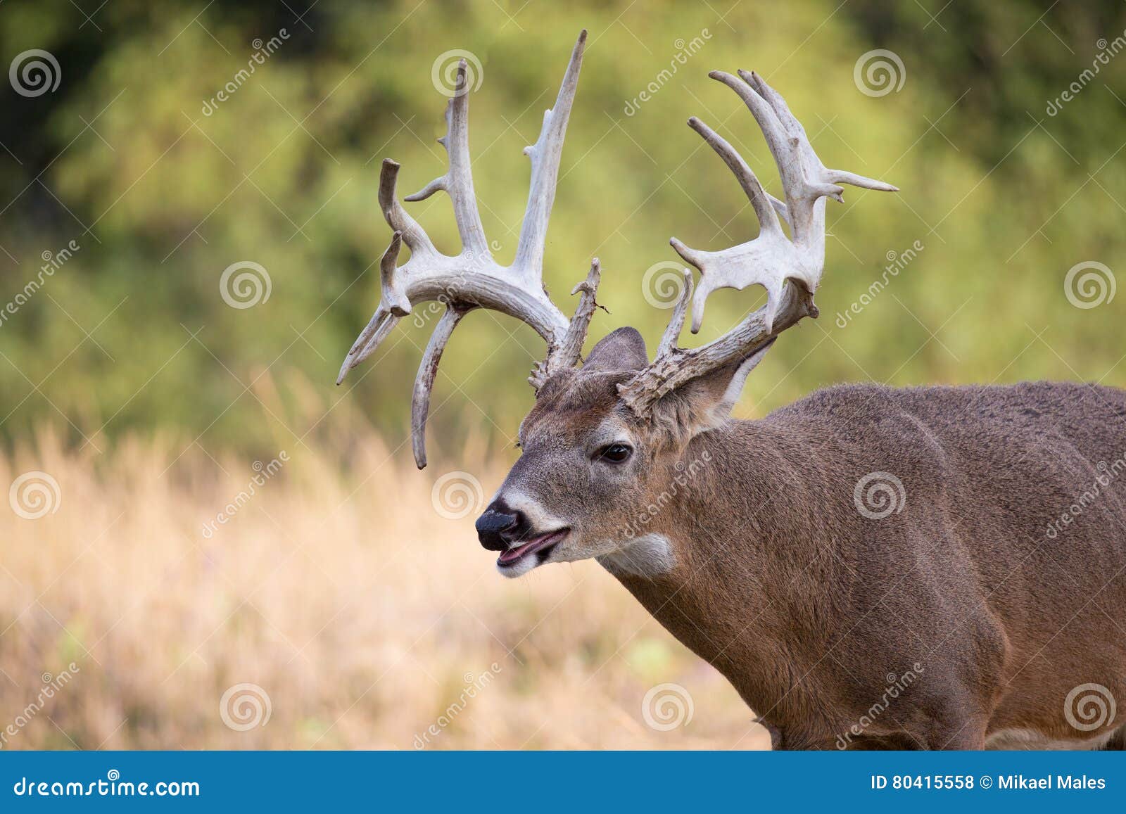 Whitetail buck panting stock photo. Image of busted, crockett 80415558