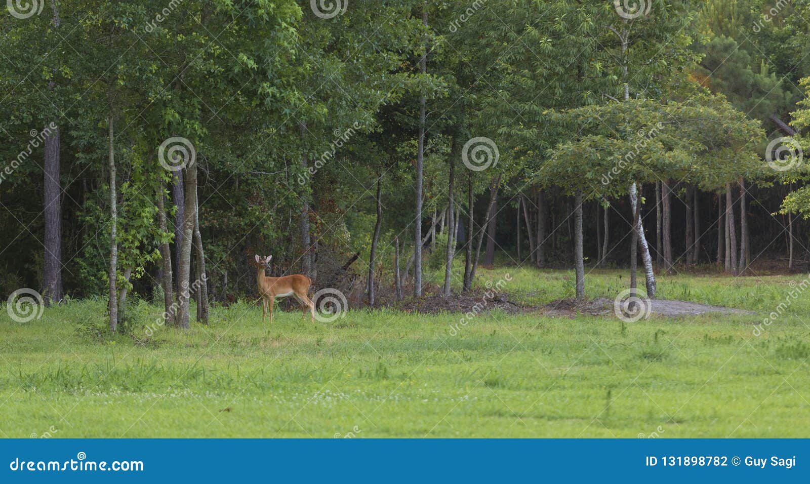 Whitetail Buck Posing Near The Forest Stock Photo Image Of Woodland