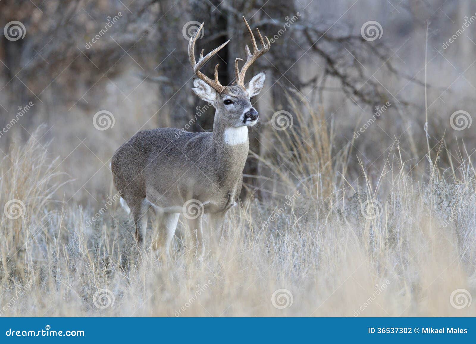 whitetail buck in rut looking for doe