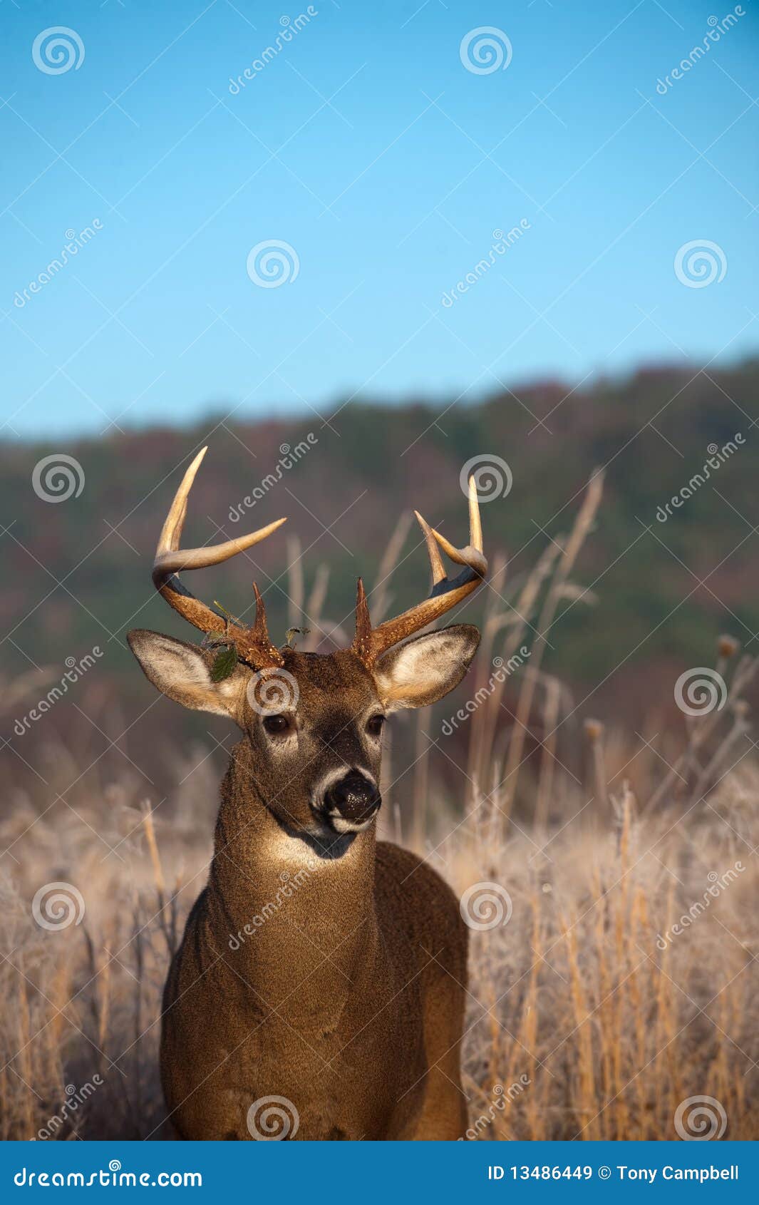 Whitetail Buck Standing in Meadow in the Fall Stock Image Image of