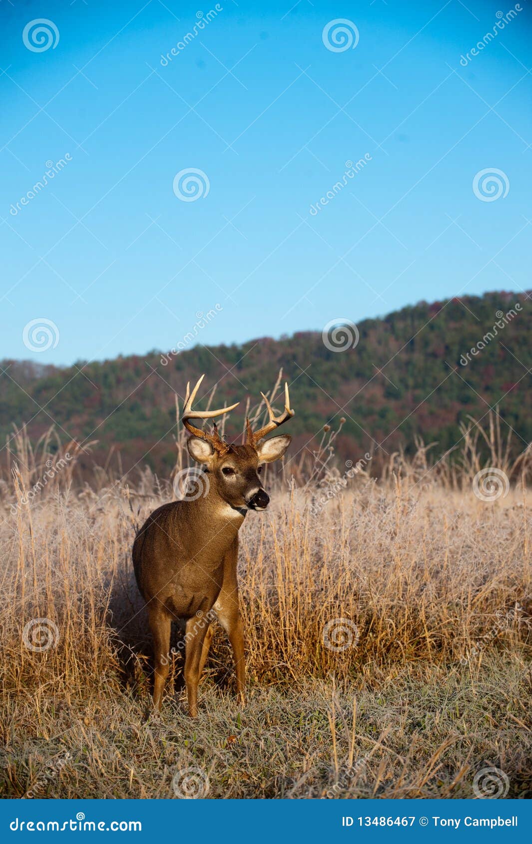 Whitetail Buck Standing in Meadow in the Fall Stock Image Image of