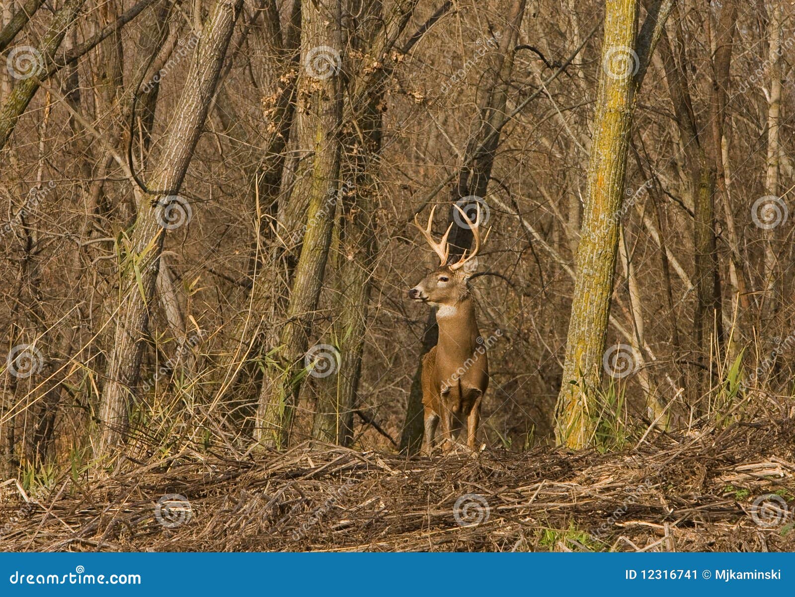 whitetail deer