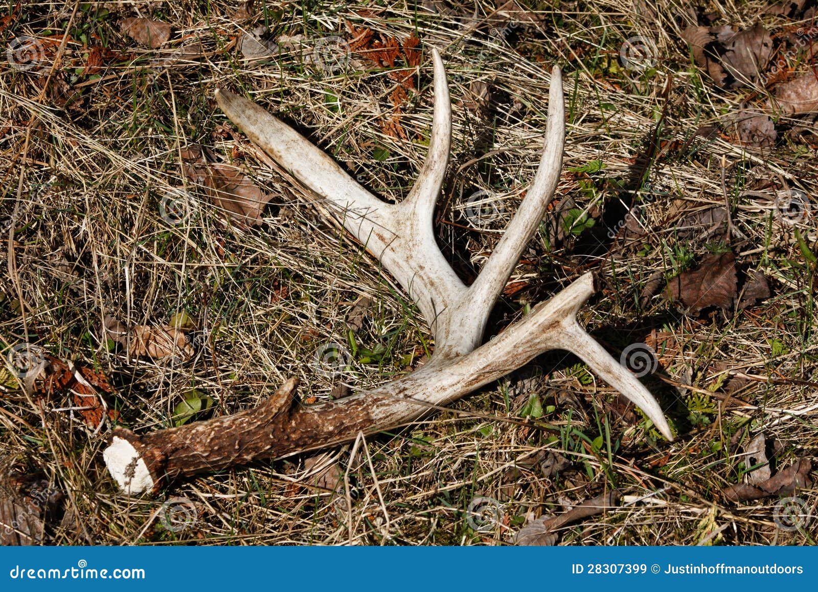 whitetail deer antler shed on ground