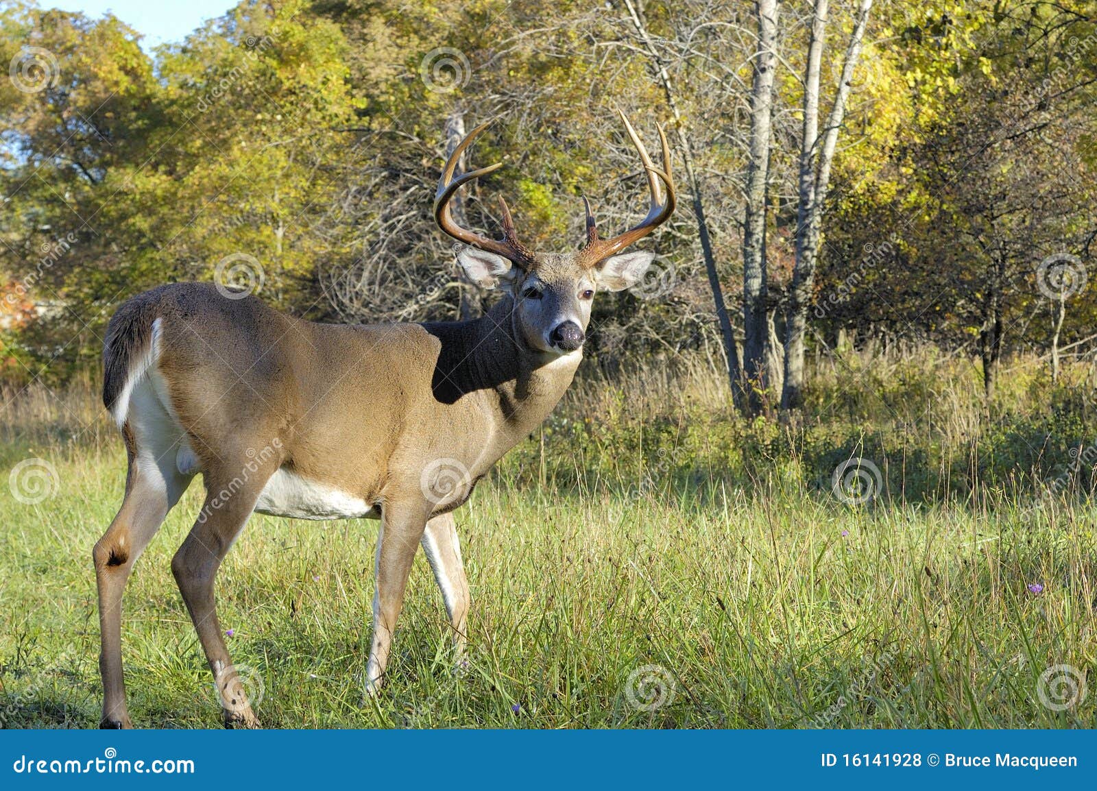 Whitetail Deer Buck stock photo. Image of male, wildlife - 16141928