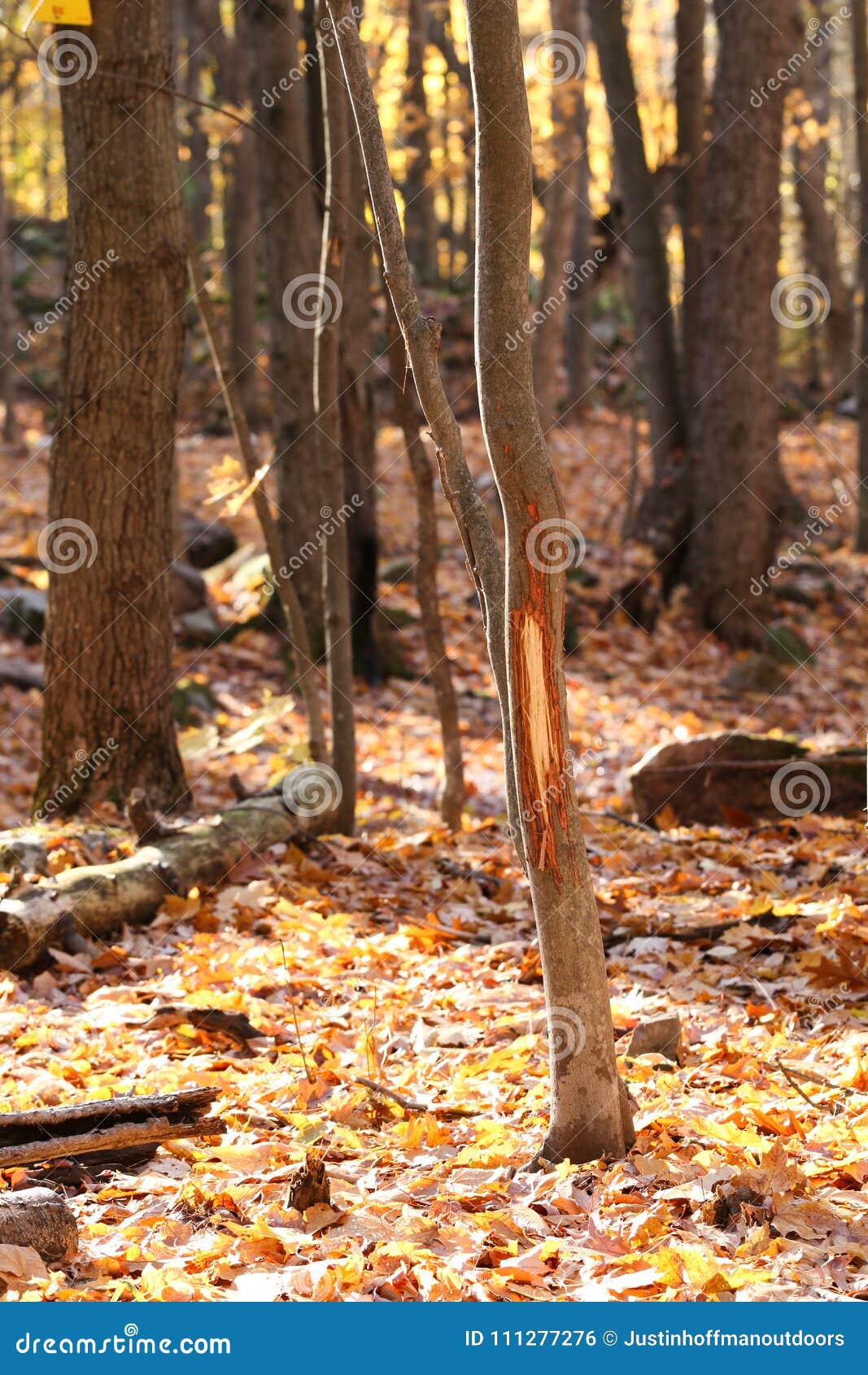 Whitetail Deer Buck Antler Rub on Tree Stock Photo Image of woods