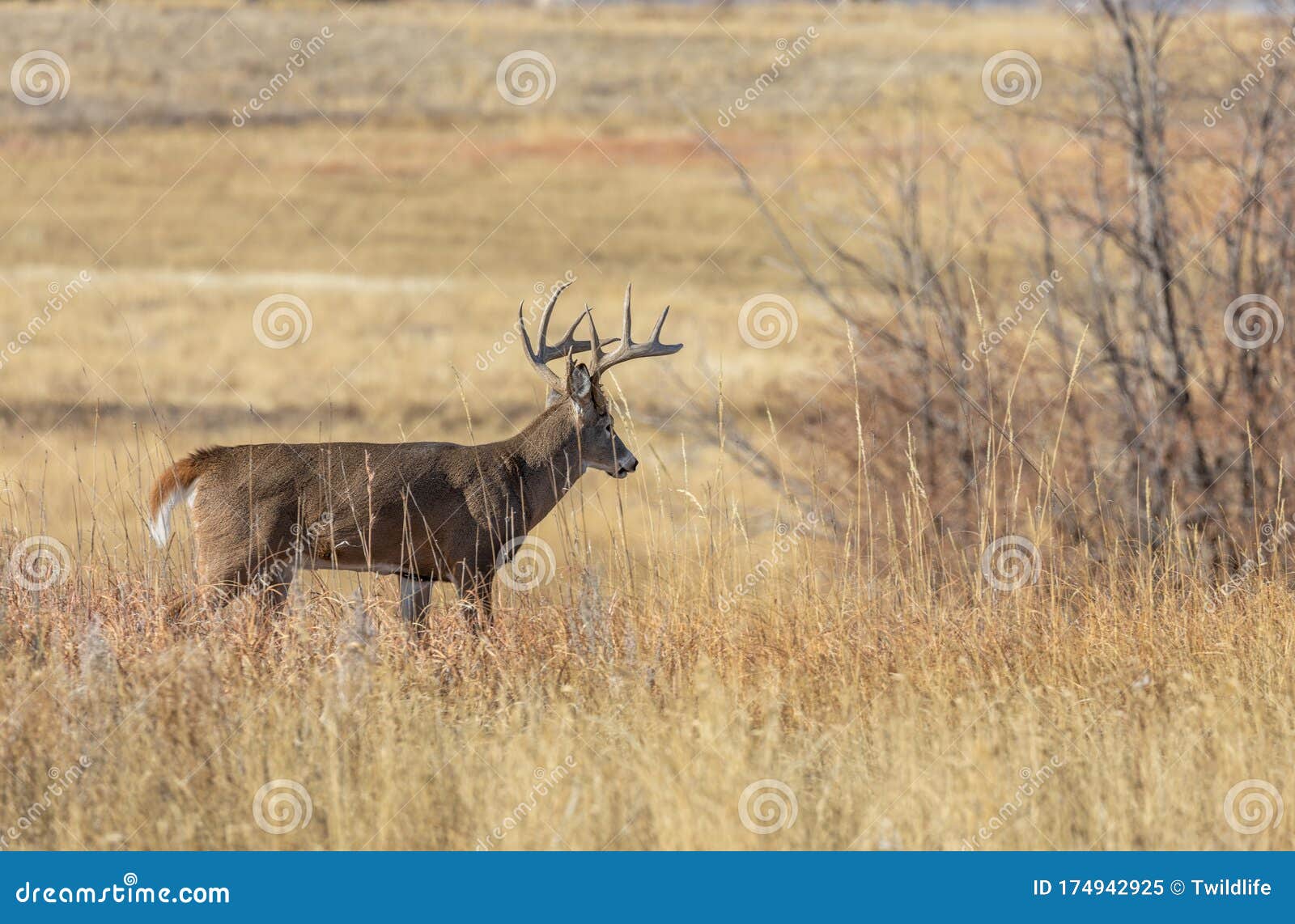 Whitetail Deer Buck in Colorado Stock Image - Image of wild, autumn ...