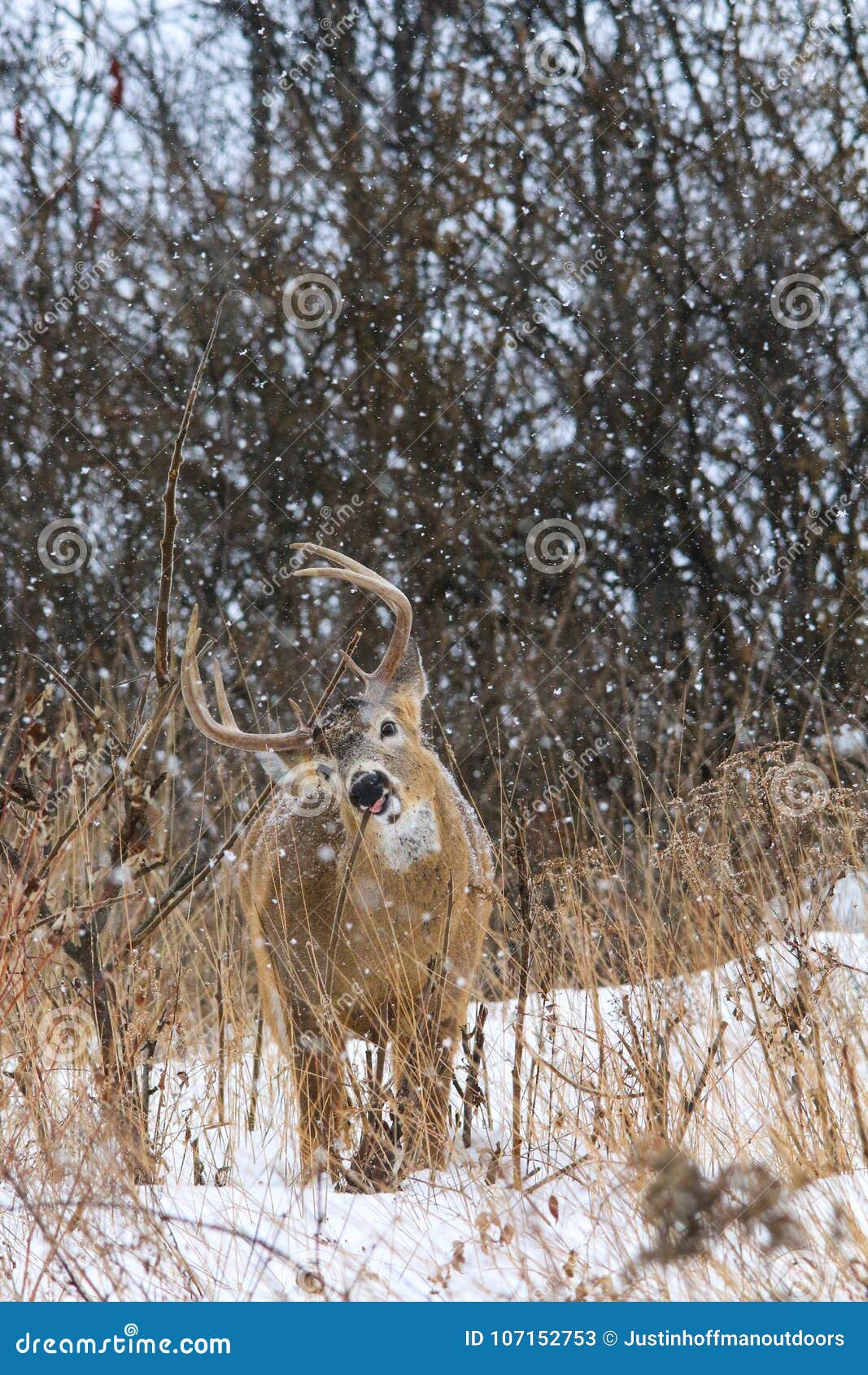 Whitetail Deer Buck Feeding During A Winter Snowfall Stock