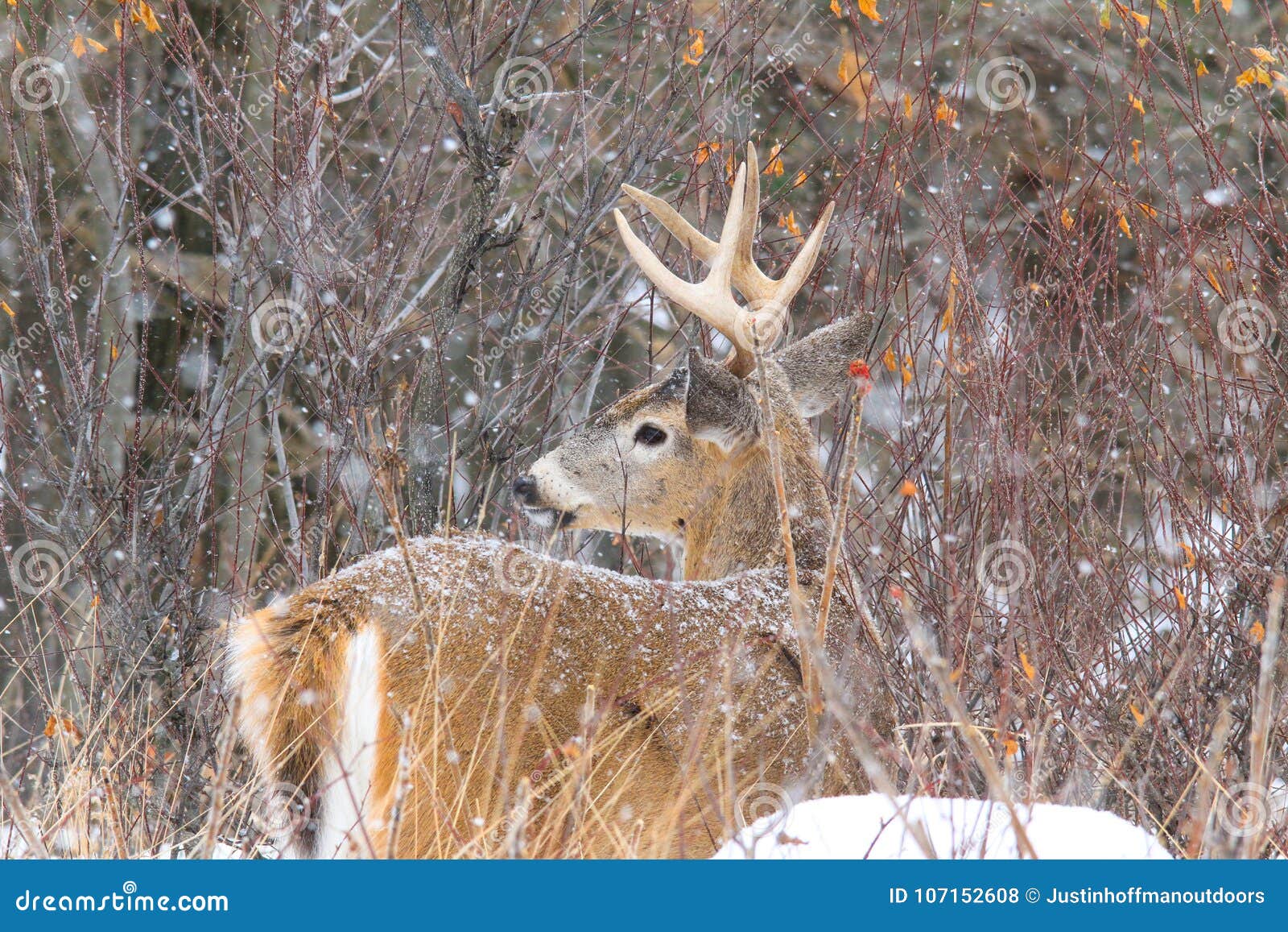 Whitetail Deer Buck Poses during a Snowfall Stock Photo - Image of ...