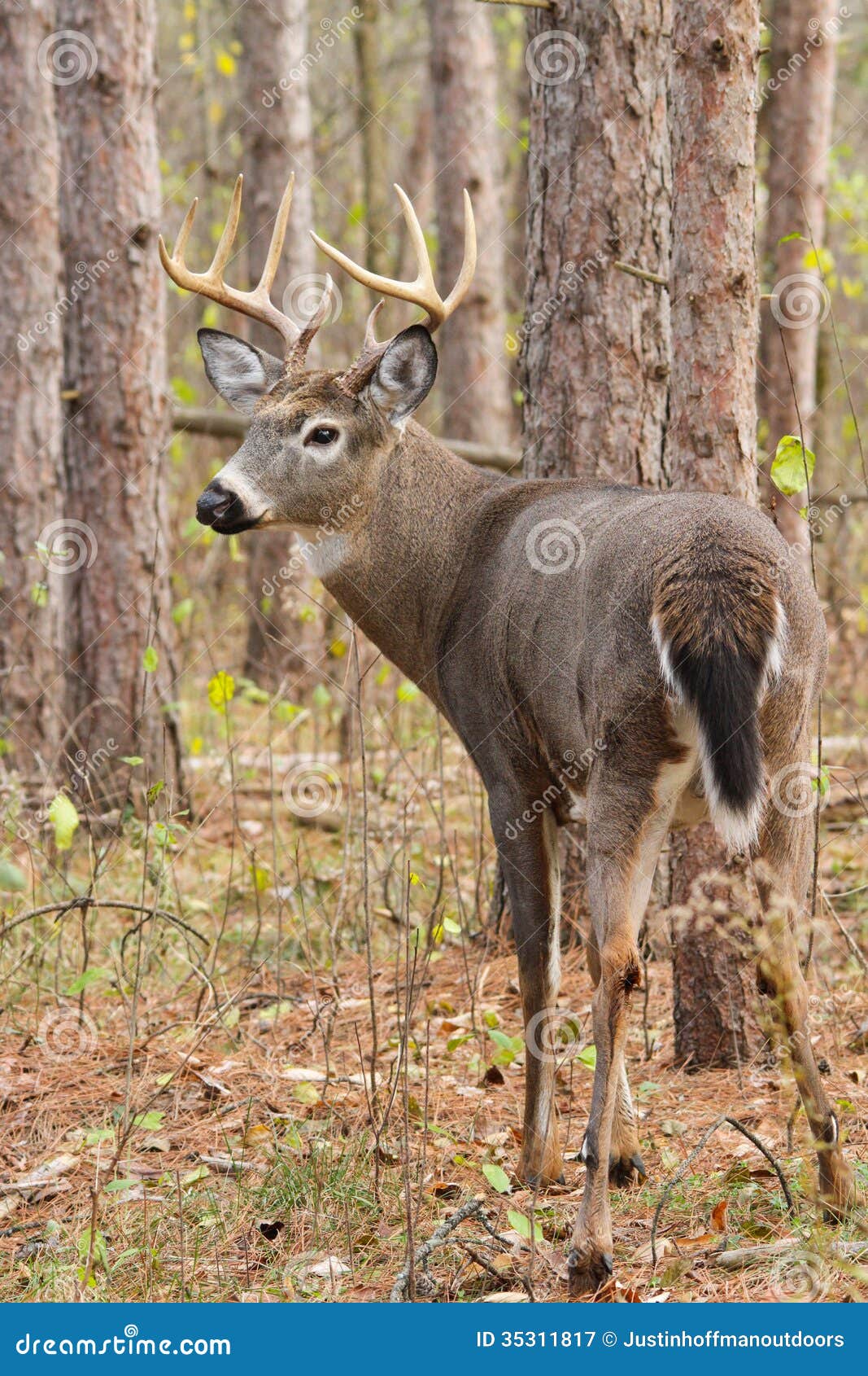 whitetail deer buck rut