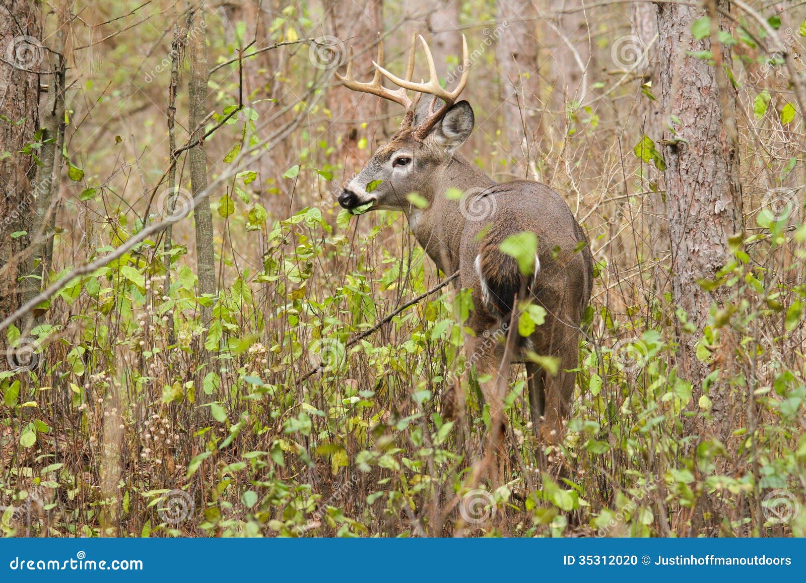 whitetail deer buck rut