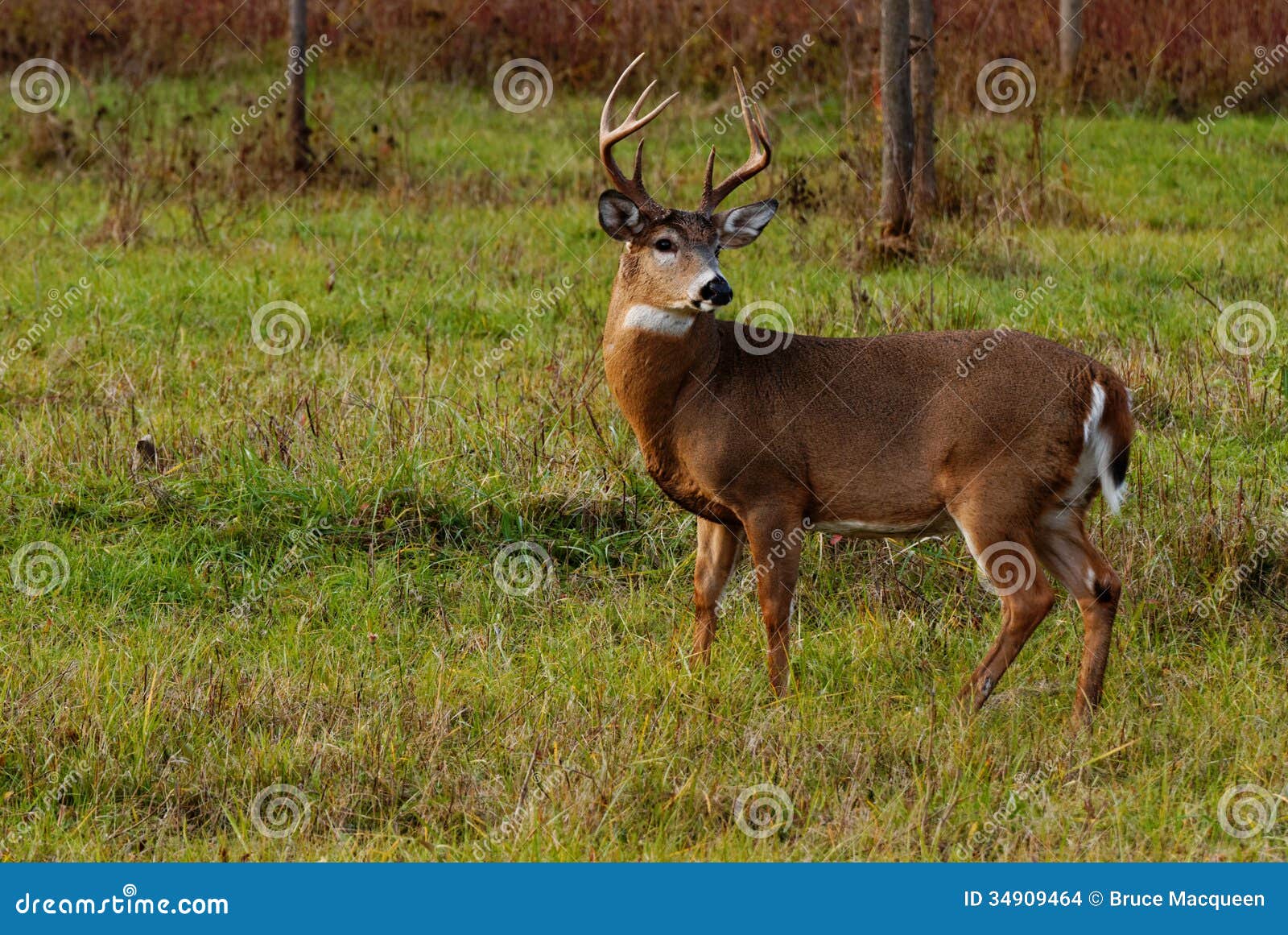 whitetail deer buck