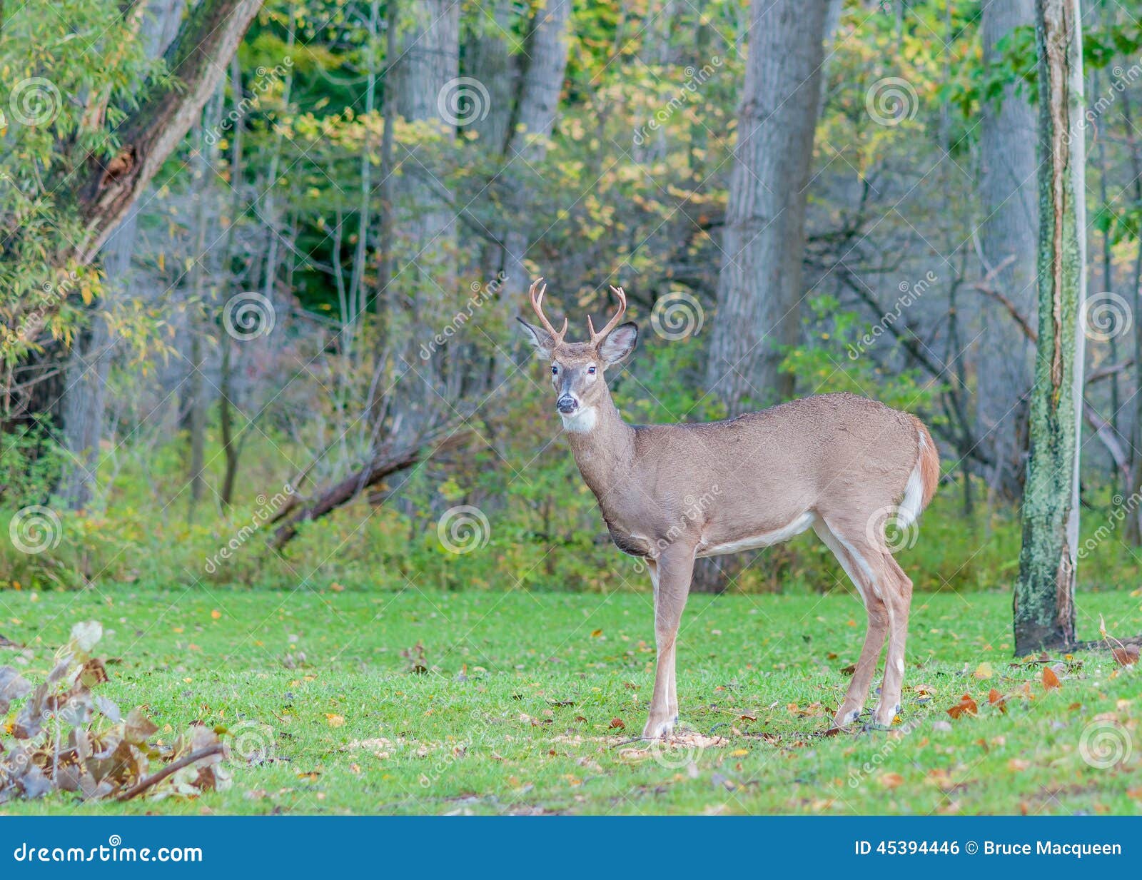 Whitetail Deer Buck stock photo. Image of rack, antlers 45394446