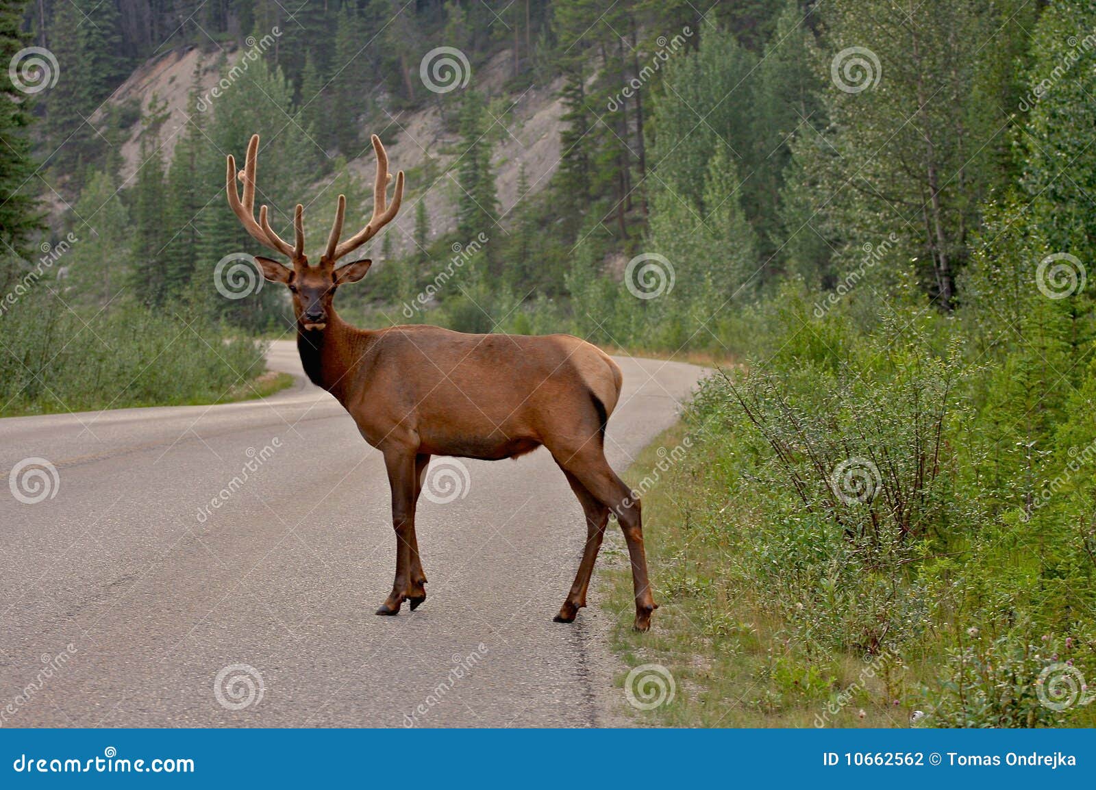 Whitetail deer in Canada. stock photo. Image of people 10662562