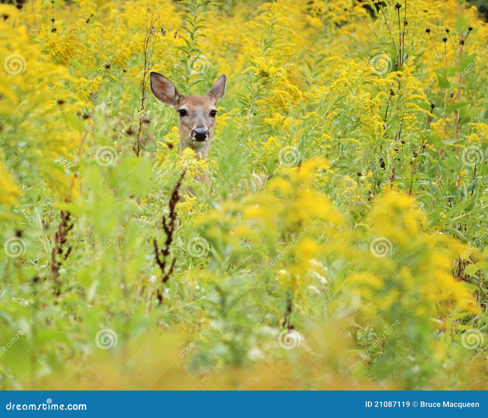 Whitetail Deer Doe stock image. Image of goldenrod, deer 21087119