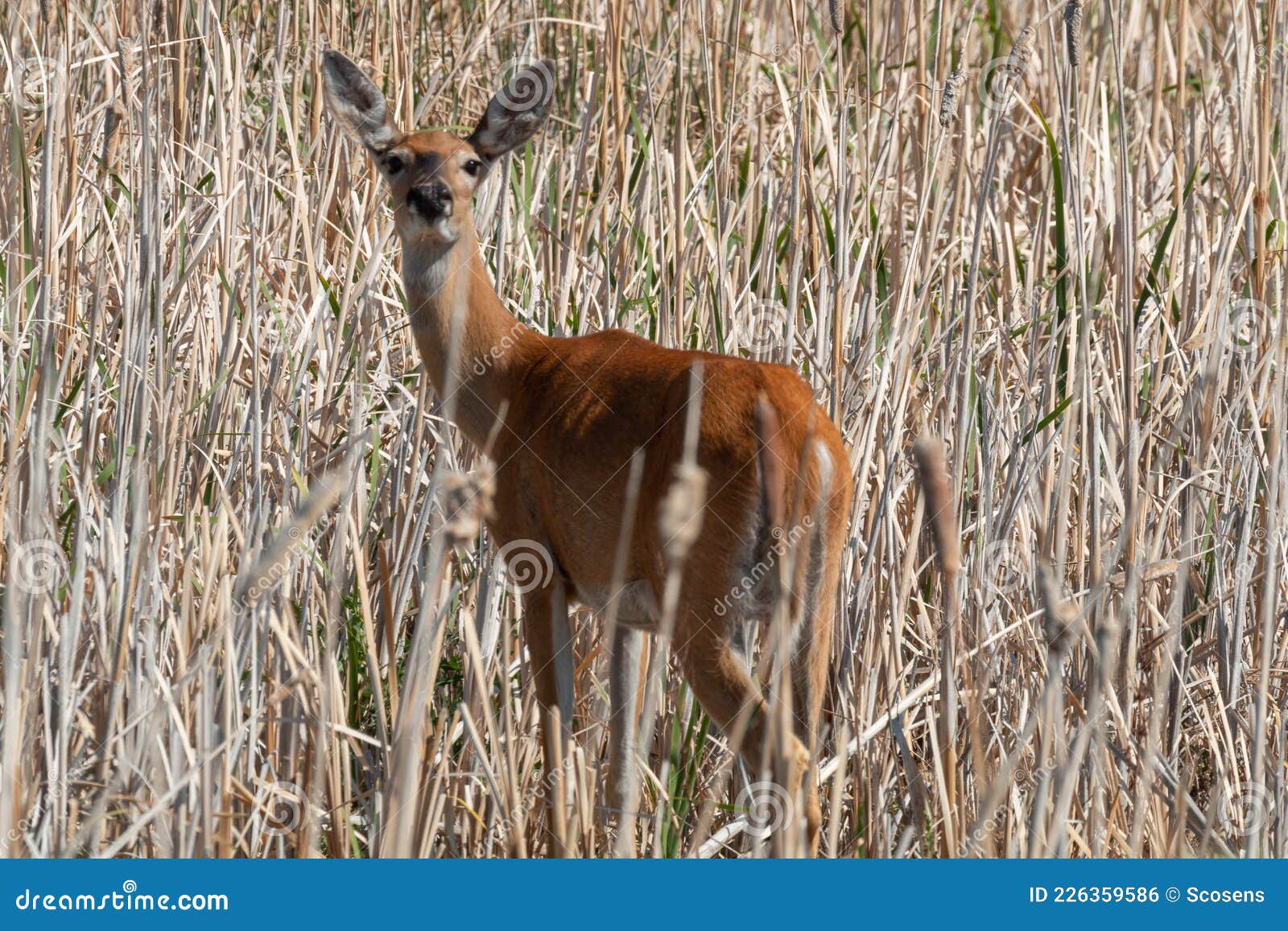 Whitetail Deer Doe in Cattails Stock Photo Image of summer, idaho