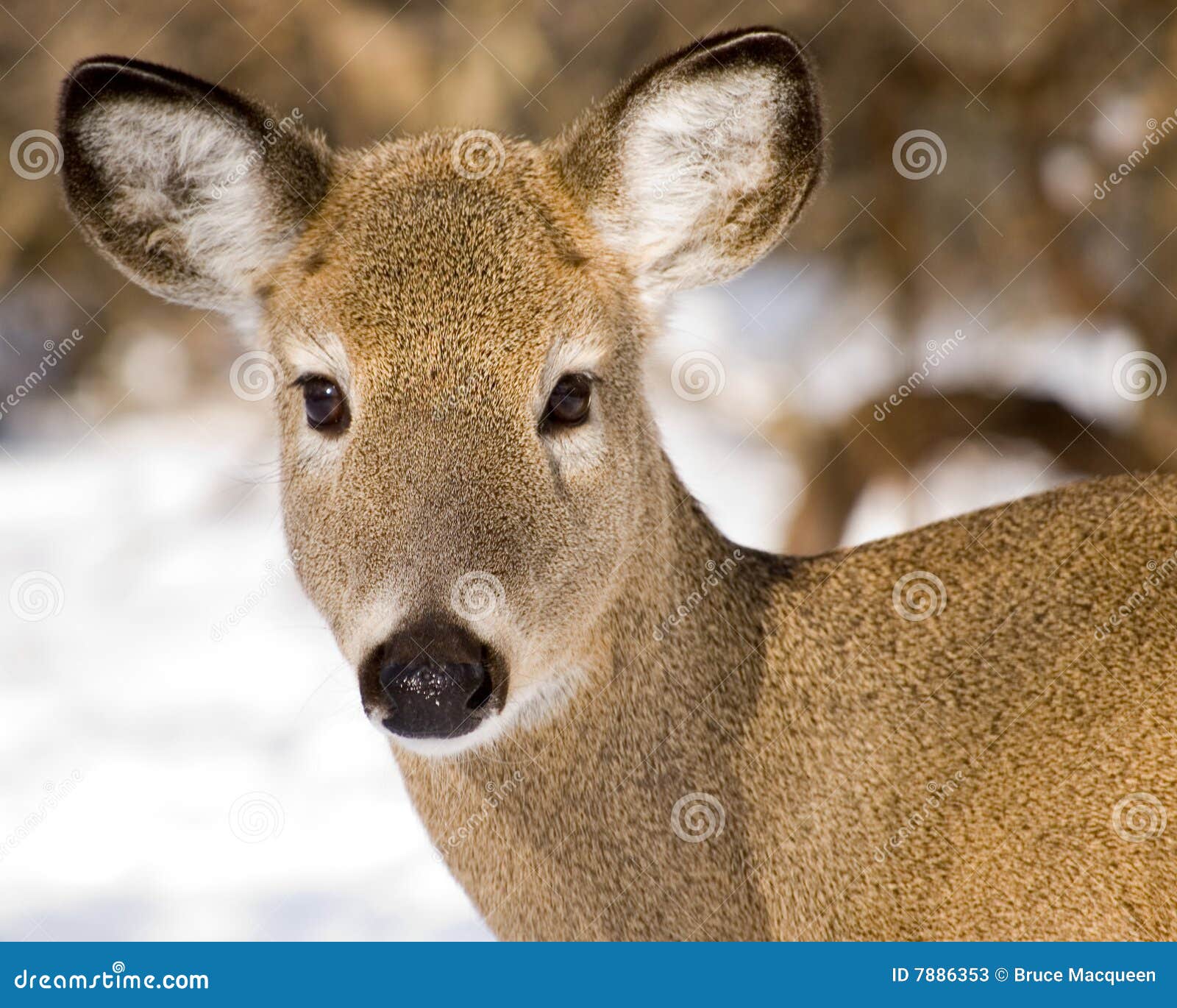 whitetail deer doe closeup