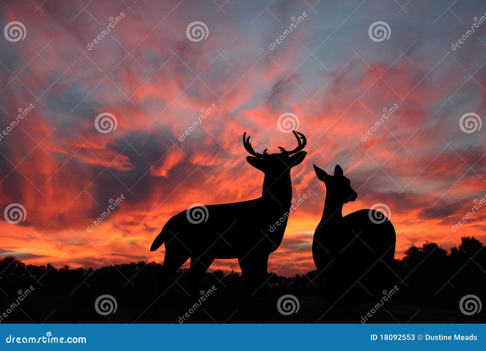 Whitetail Deer Enjoy the Night Sky Stock Image Image of stag, ground