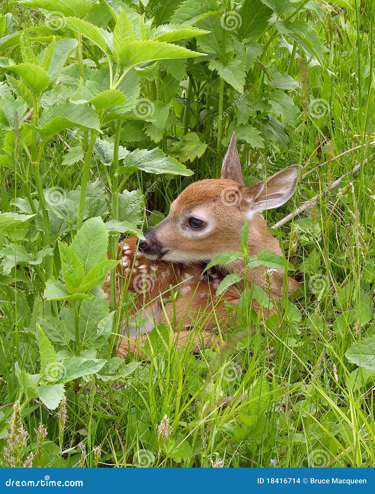 whitetail deer fawn