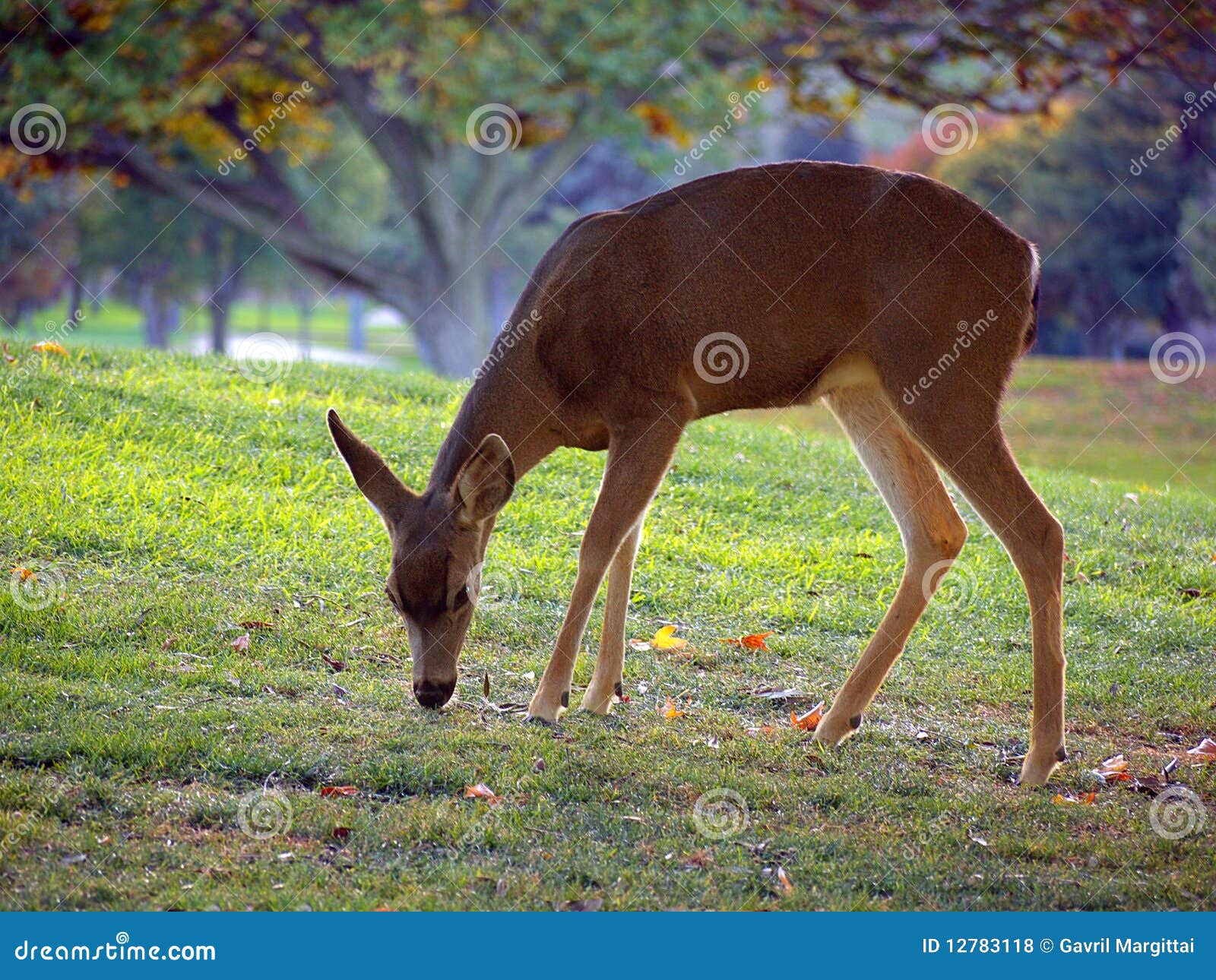 whitetail deer grazing