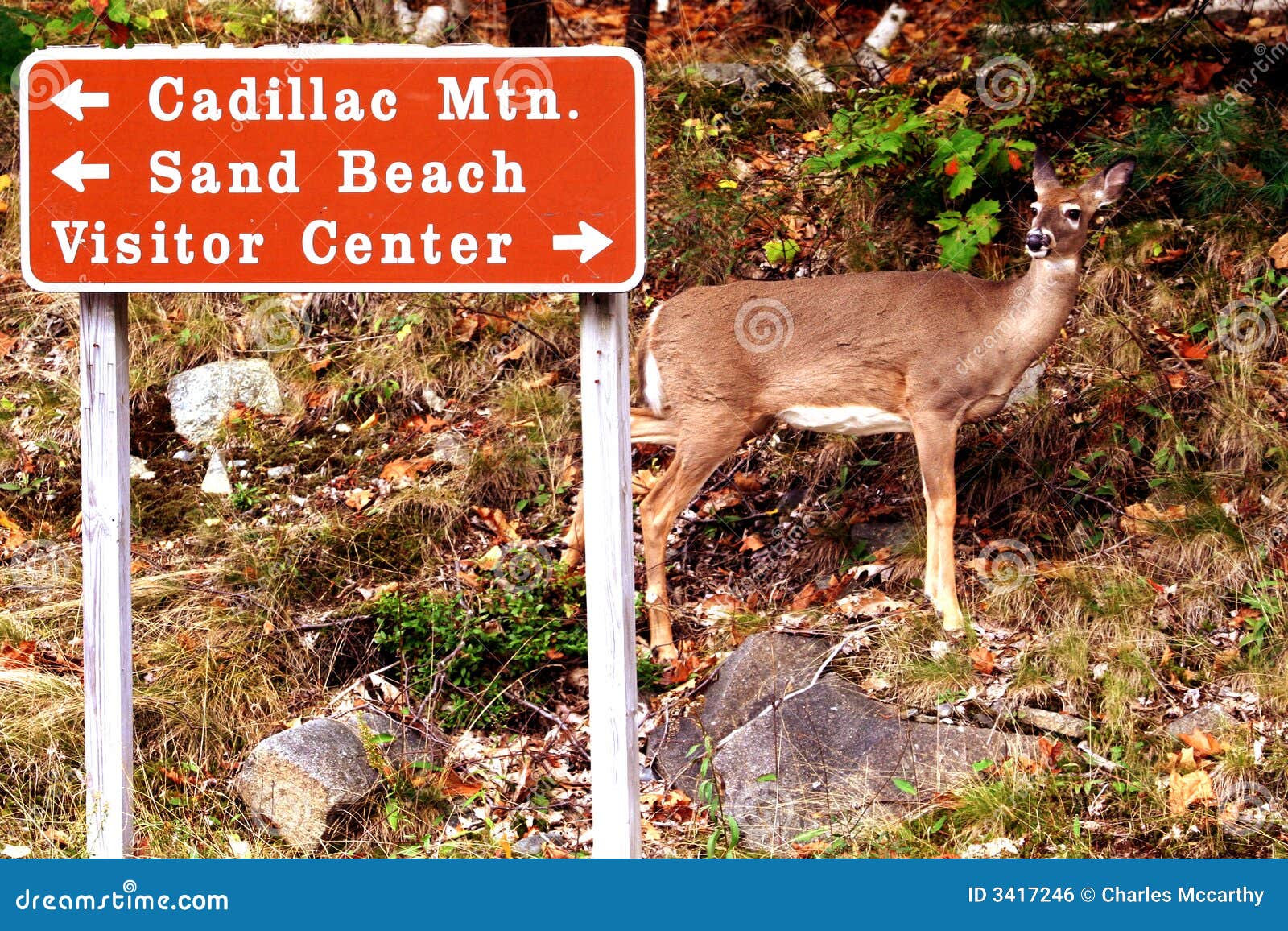 Whitetail deer in Maine stock photo. Image of reserve 3417246