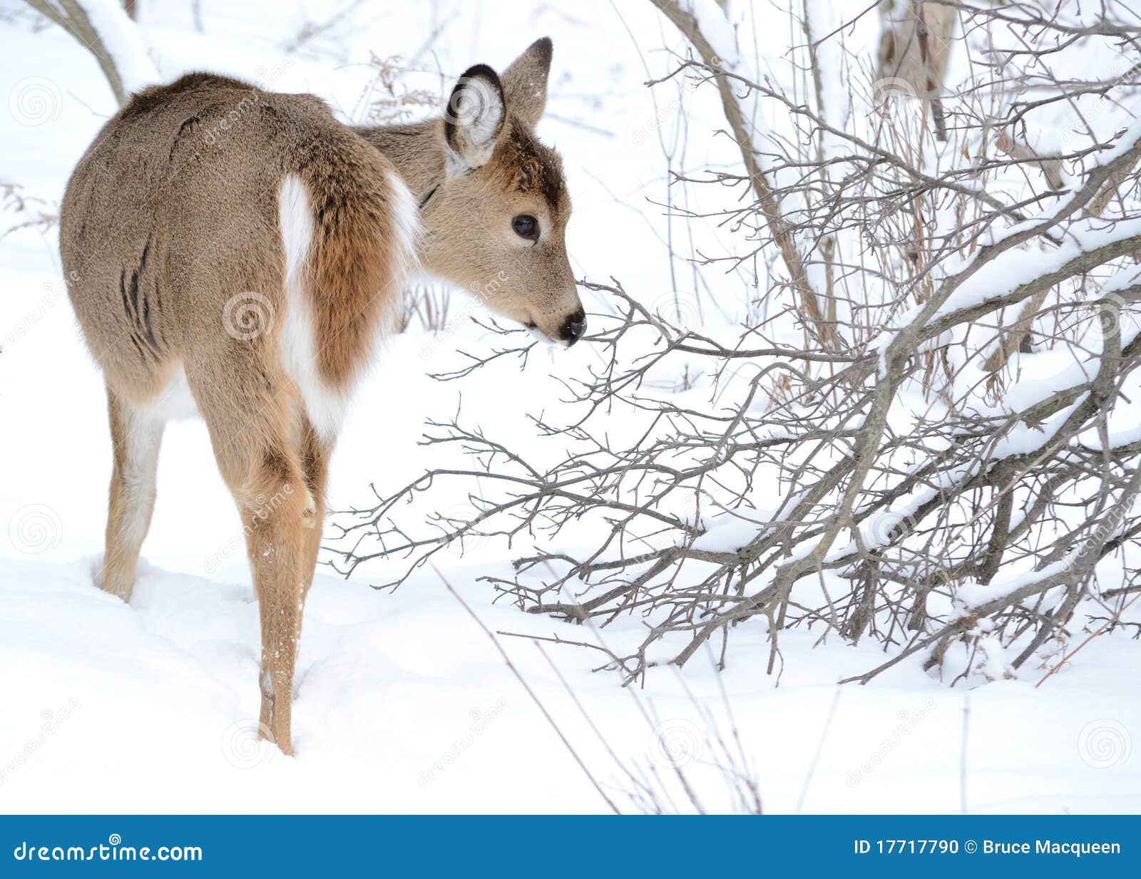 Whitetail Deer Yearling stock photo. Image of cold, outdoors 17717790