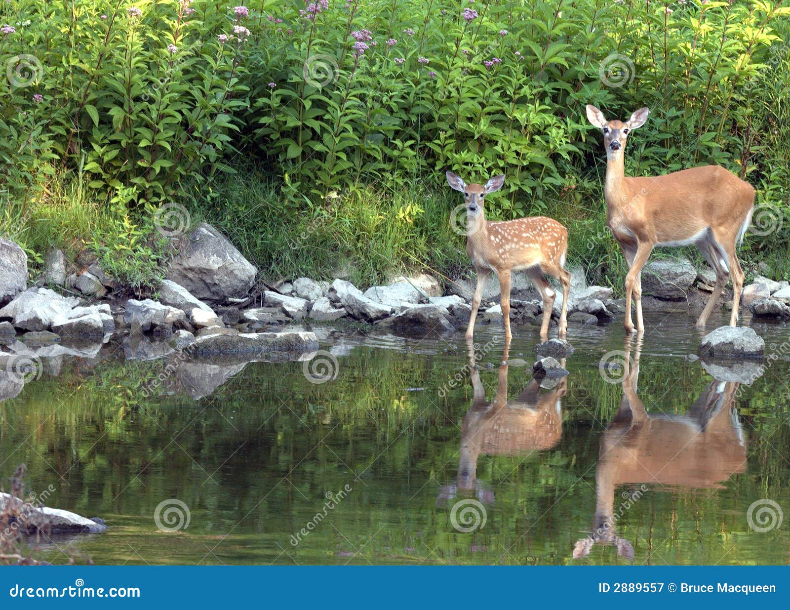 whitetail doe with fawn