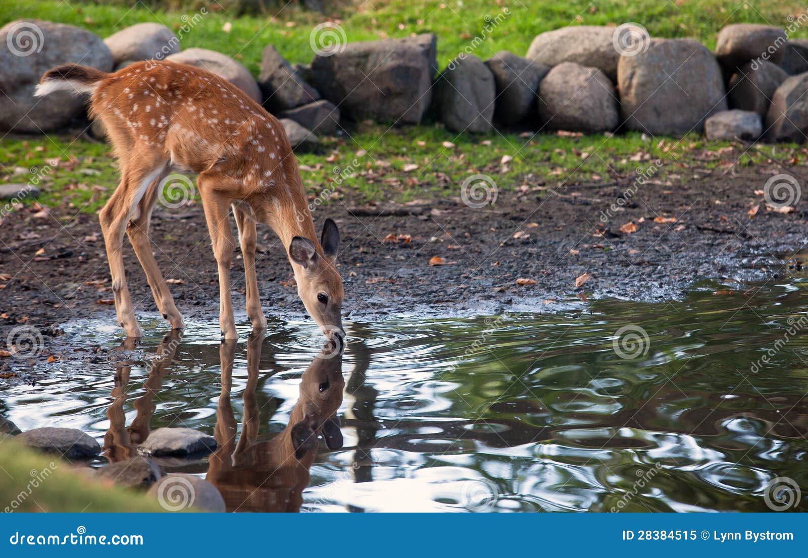 751 Deer Drinking Water Photos Free & RoyaltyFree Stock Photos from