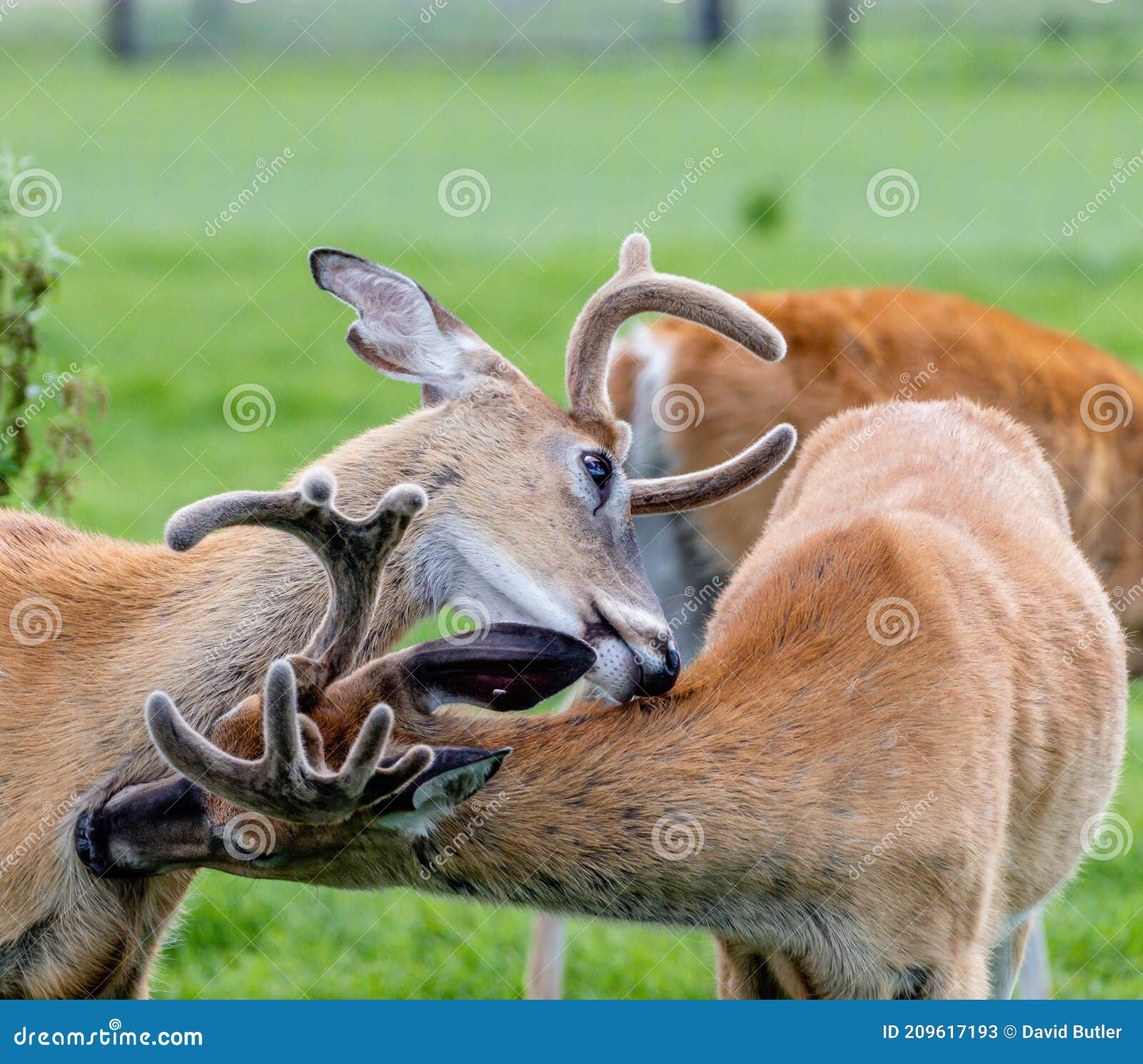 whitetail stags preening. discovery wildlife park, innisfail, alberta, canada