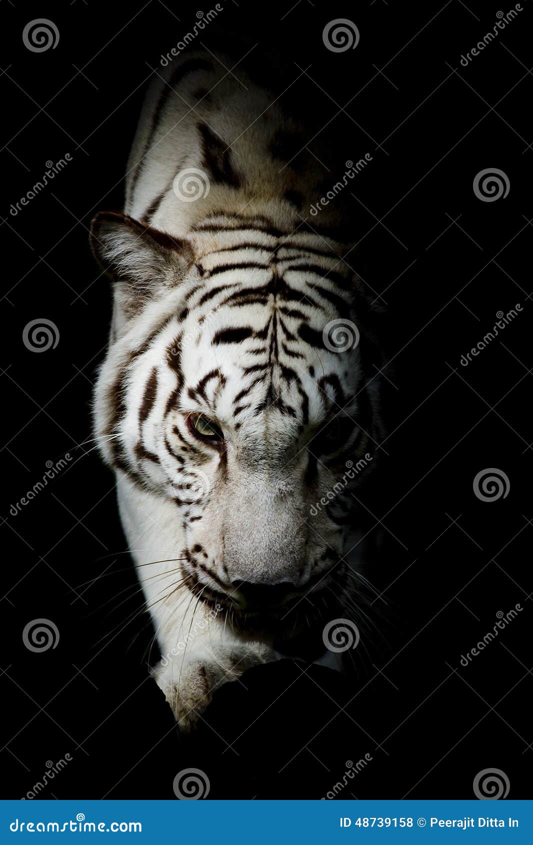 whitetiger, portrait of a bengal tiger.