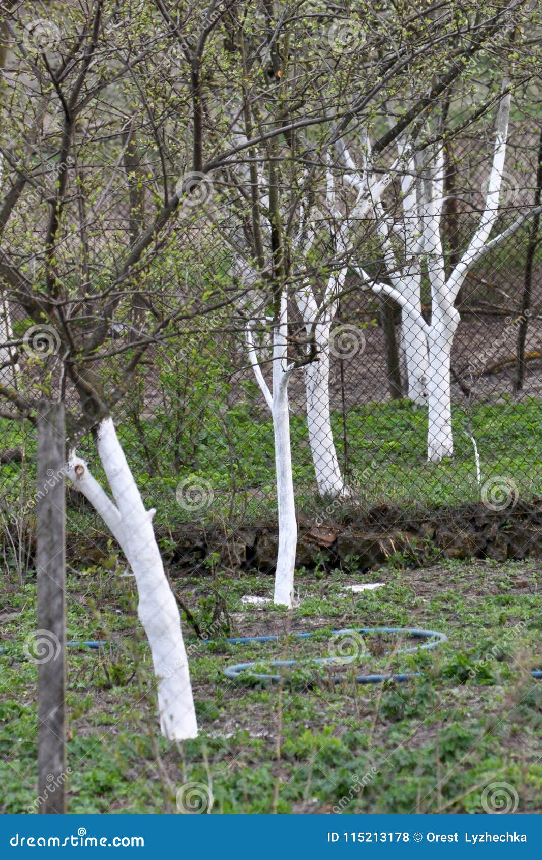 Belo pranje sadnega drevesa