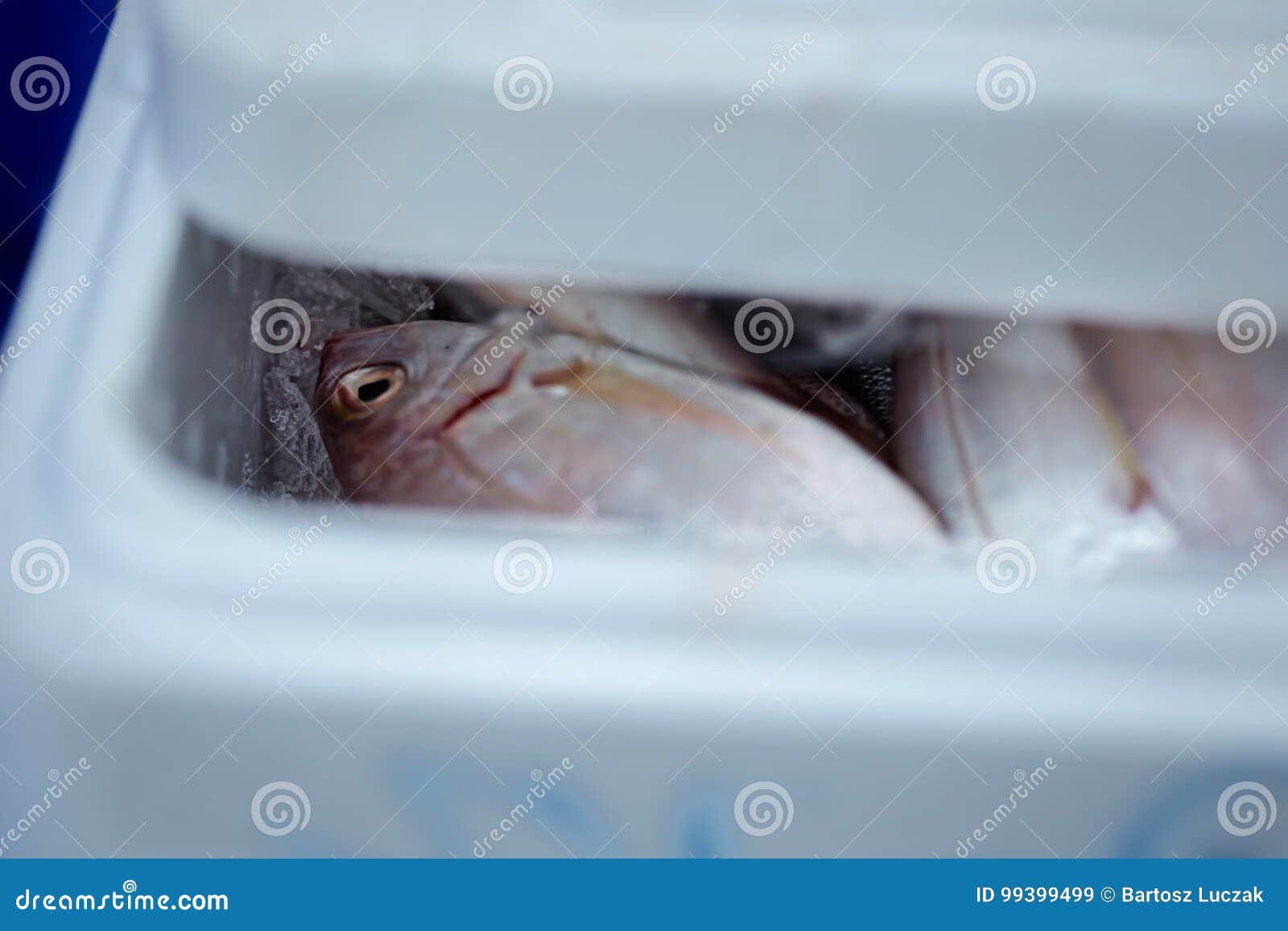 Whiting Fish in Ice, Plastic Container, Seafood Market Stock Image Image of fisherman, cooking