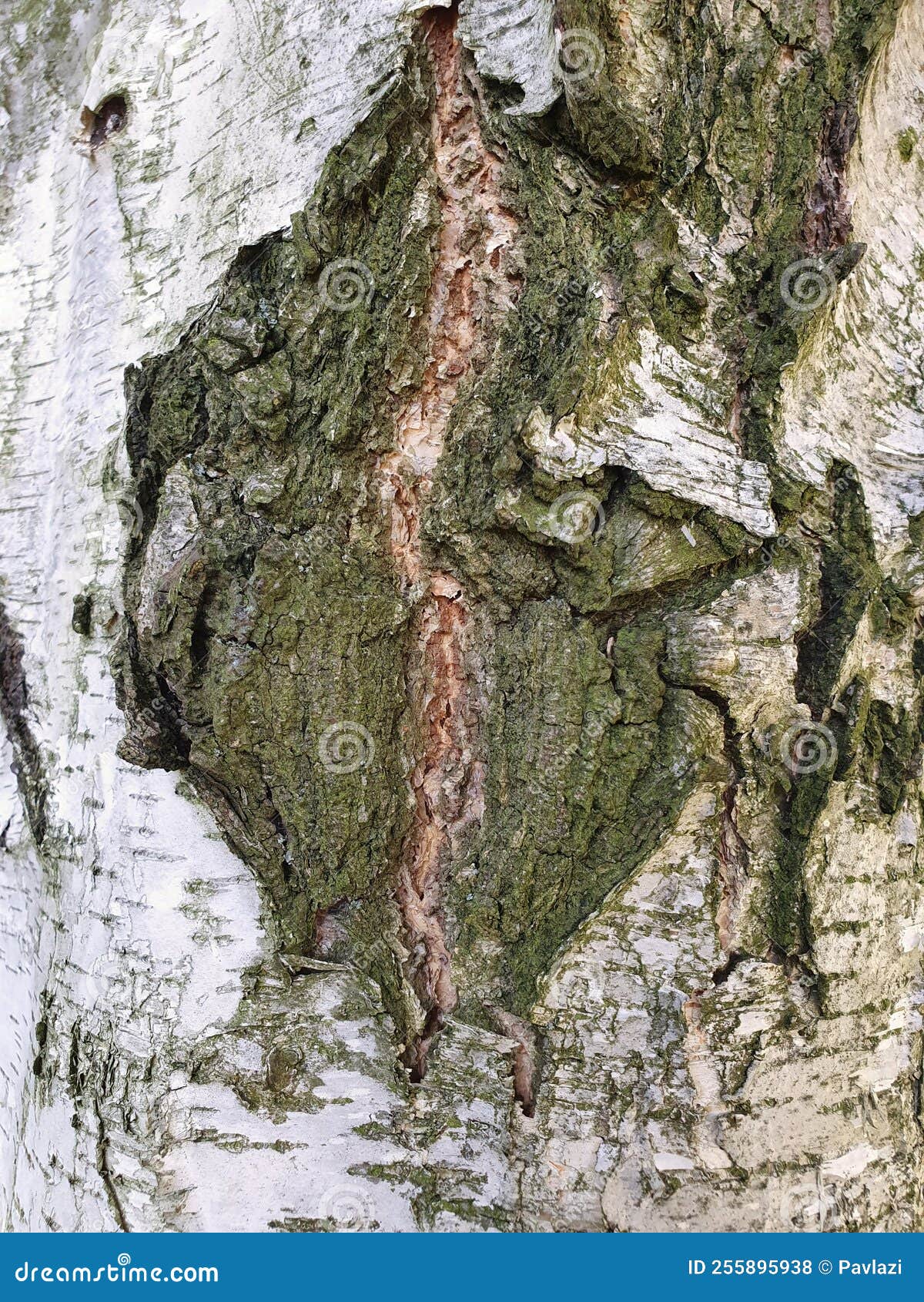whitish bark of a silver birch tree trunk with a coarsely wrinkled scar, close up