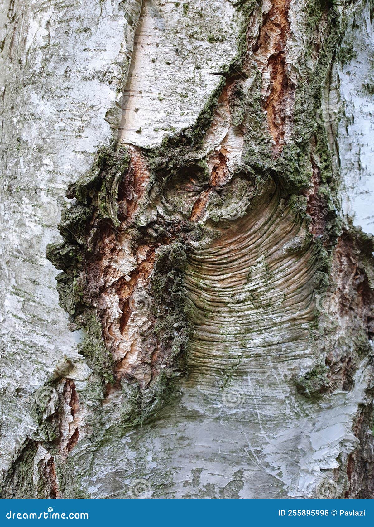 whitish bark of a silver birch tree trunk with a coarsely wrinkled scar, close up